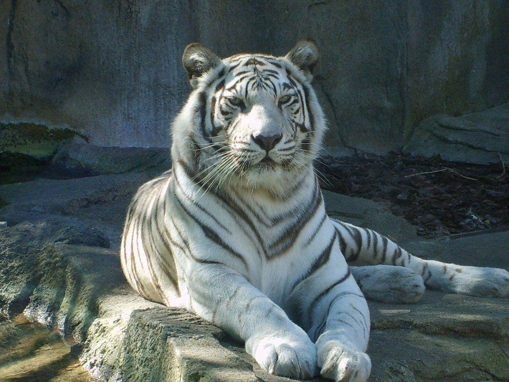 1030x770 White Bengal Tiger Wallpaper, Desktop