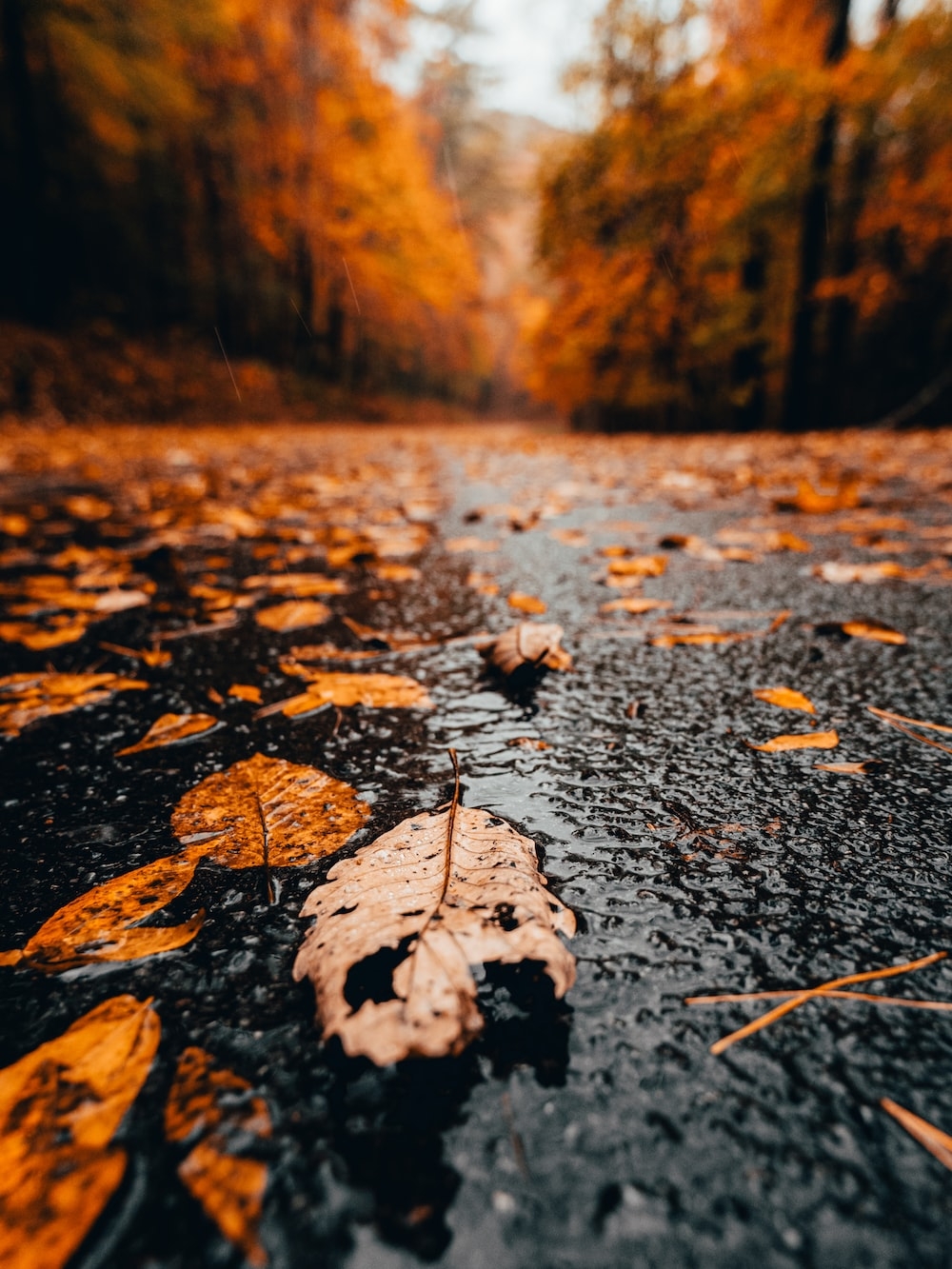 1000x1340 Autumn Rain Picture. Download Free Image, Phone