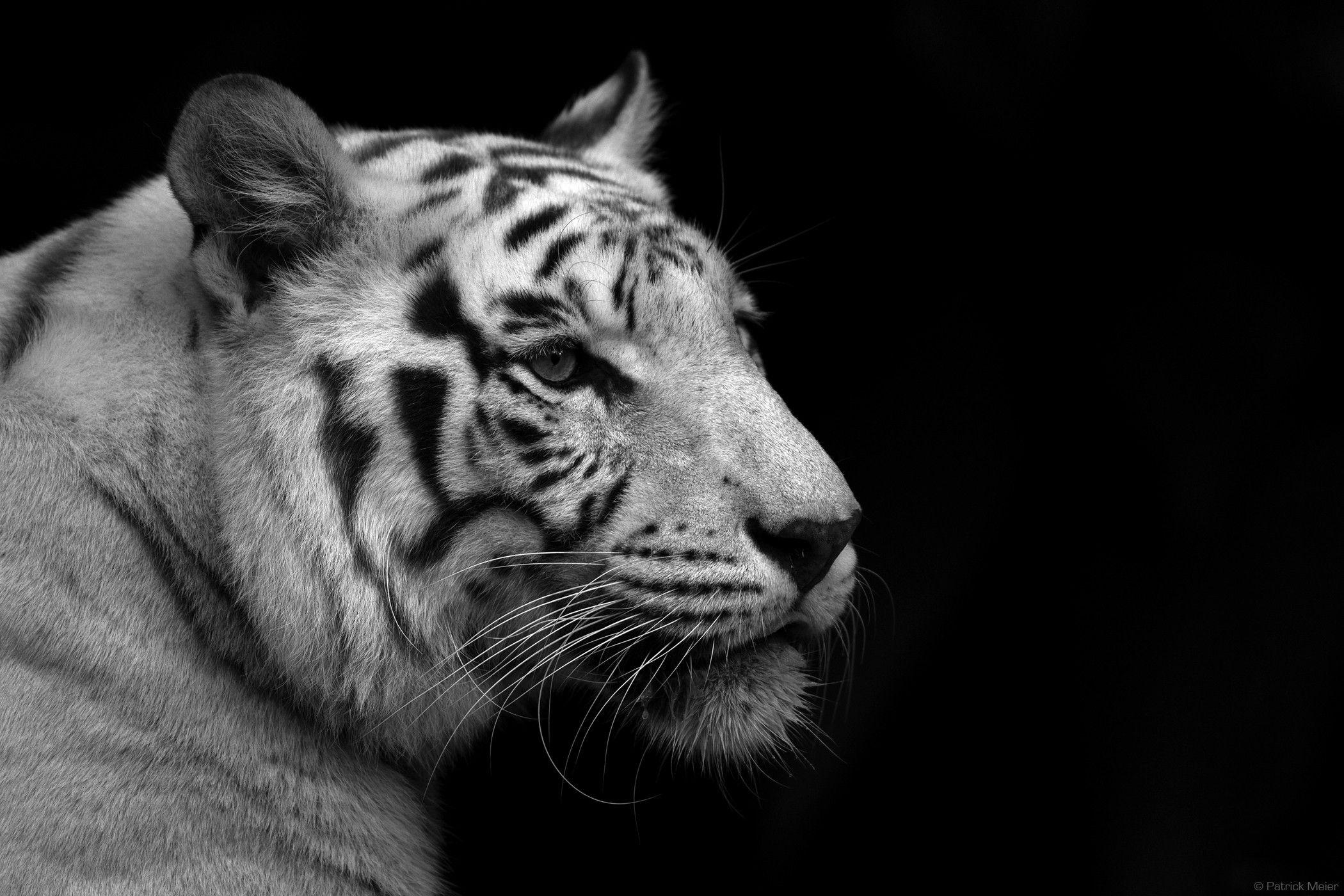 2100x1400 Wild Cat Club: Photo, Desktop