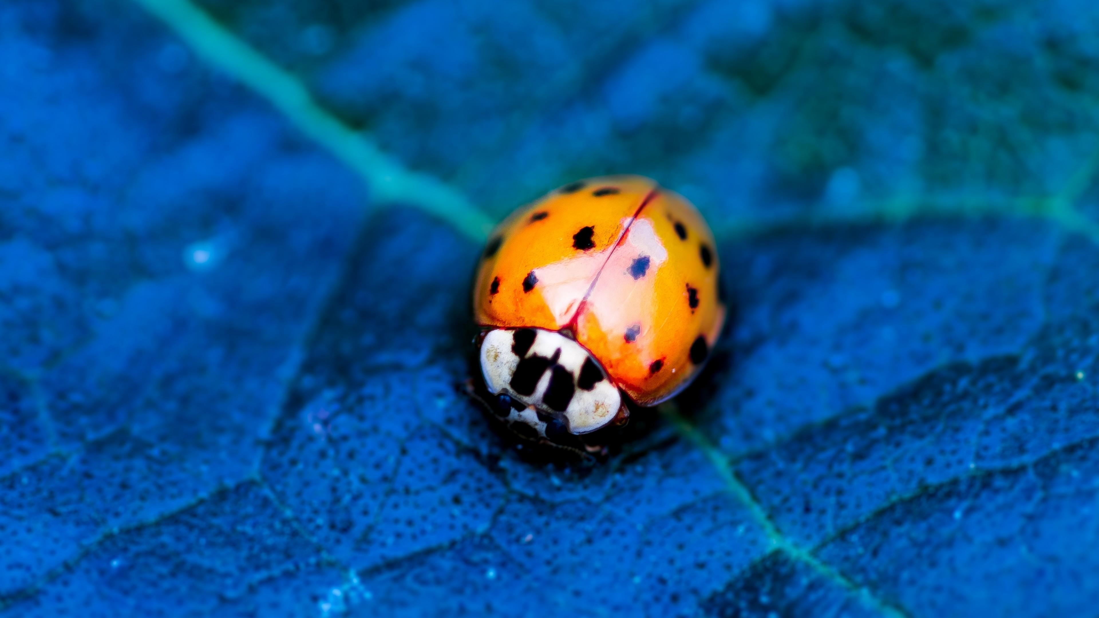 3840x2160 Wallpaper ladybird, beetle, flower, blue, Animals, Desktop