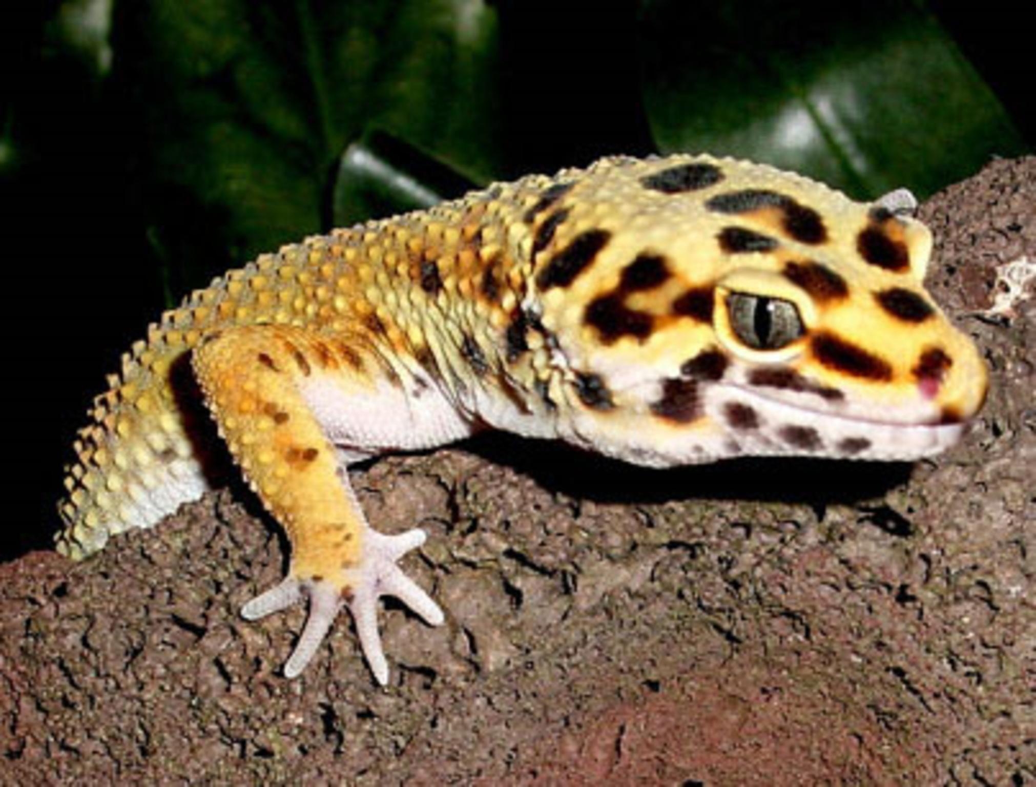 2030x1540 Leopard Gecko Wallpaper (34 Wallpaper), Desktop