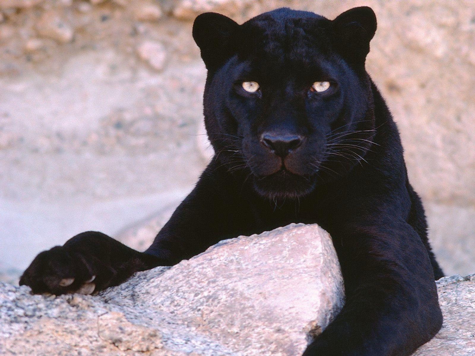 1600x1200 animals panthers black panther  wallpaper High Quality, Desktop