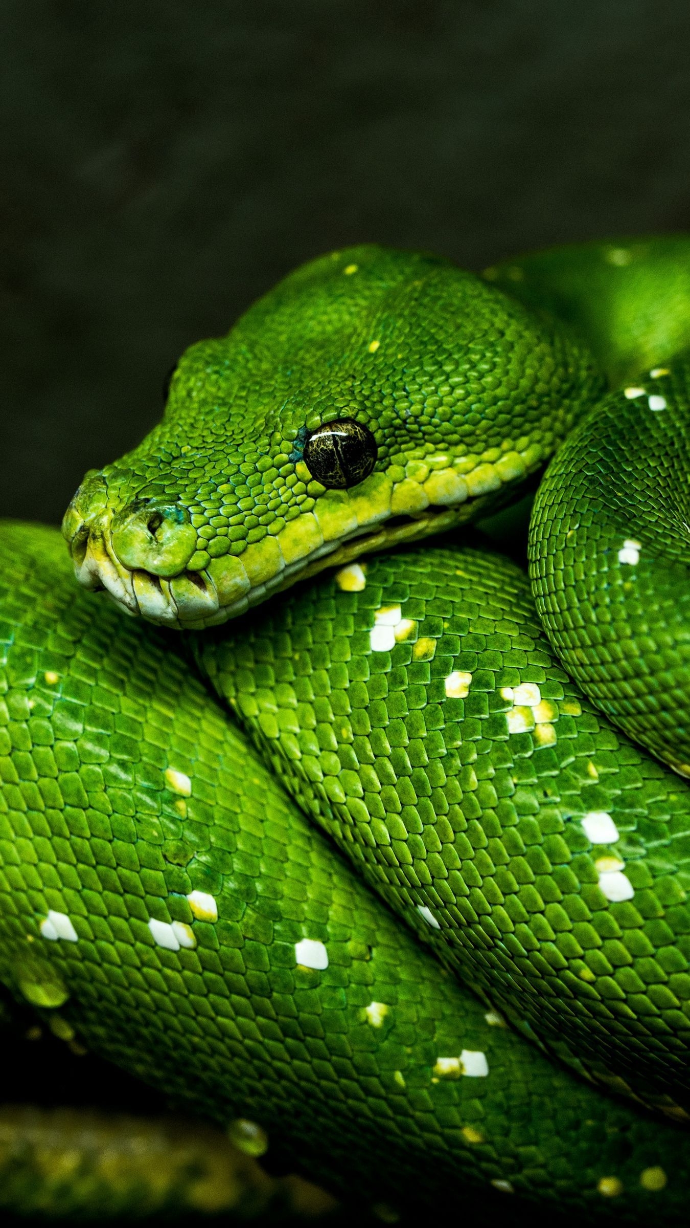 1350x2400 Download wallpaper  snake, green, reptile, wildlife, Phone