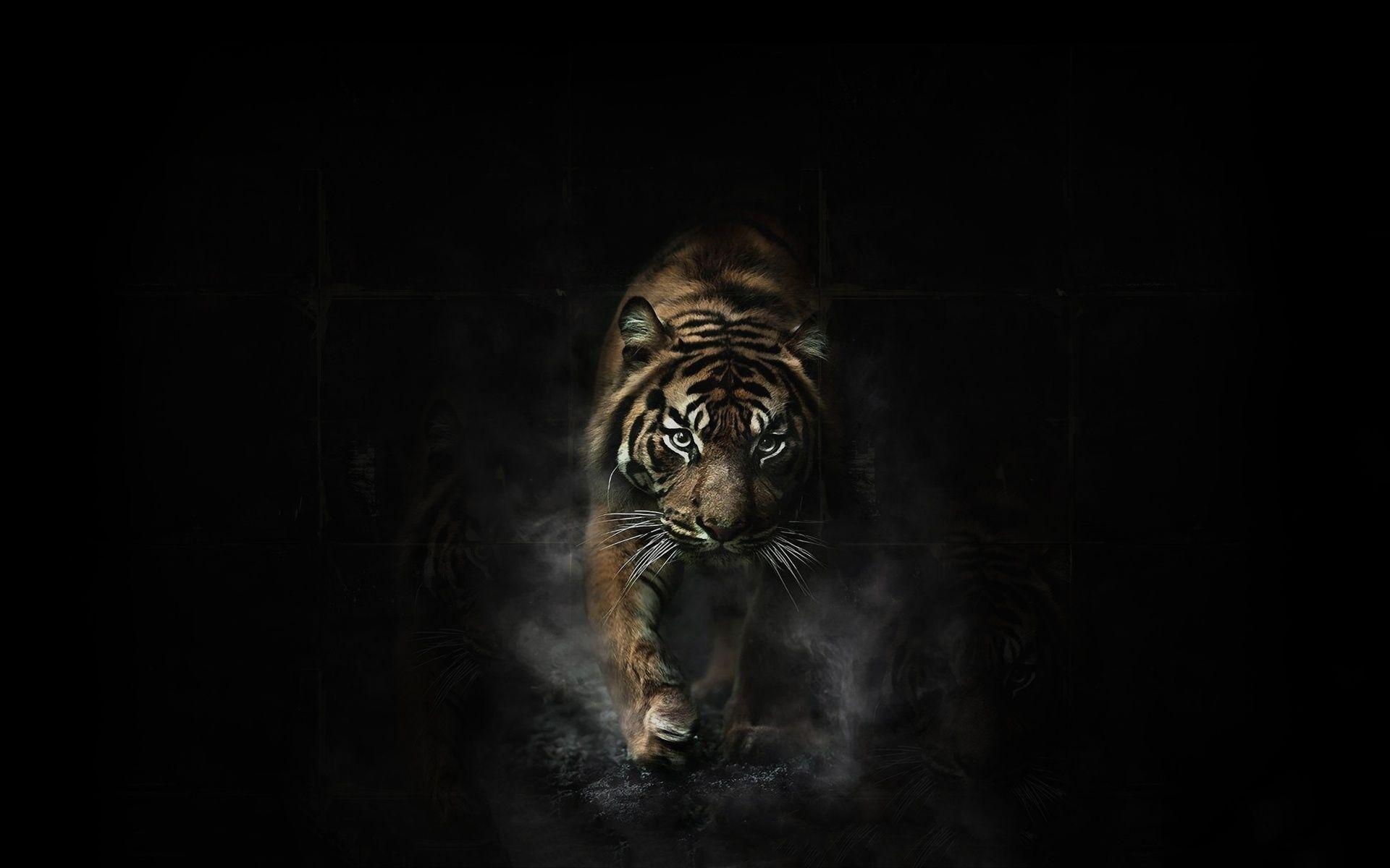 1920x1200 Angry Tiger Wallpaper Full HD, Desktop