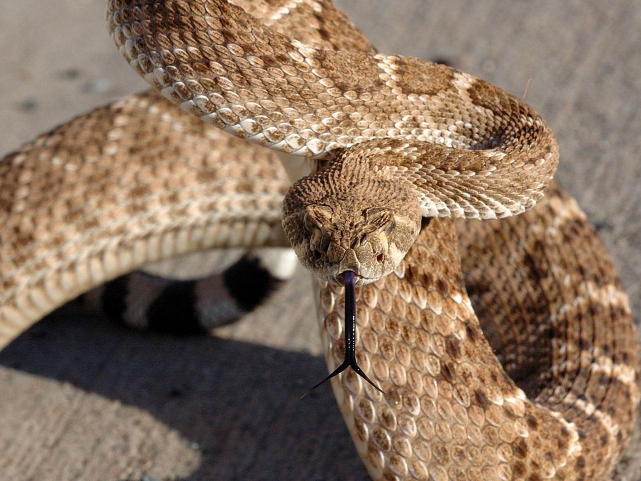 1280x960 Rattlesnake HD Wallpaper. Rattlesnake Picture, Image. Cool, Desktop