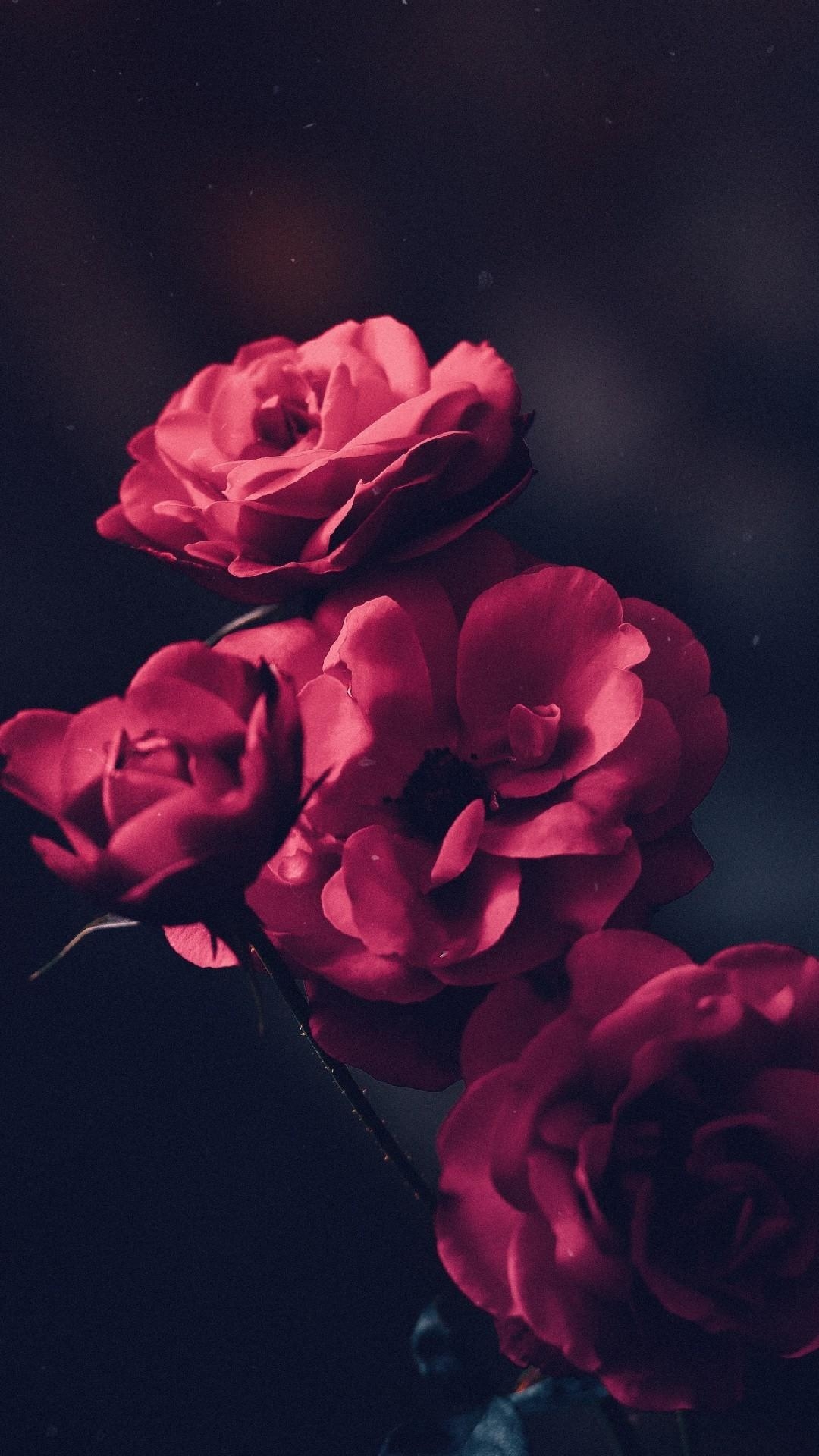 1080x1920 1080x Beautiful Red Roses Phone Wallpaper Lockscreen, Phone