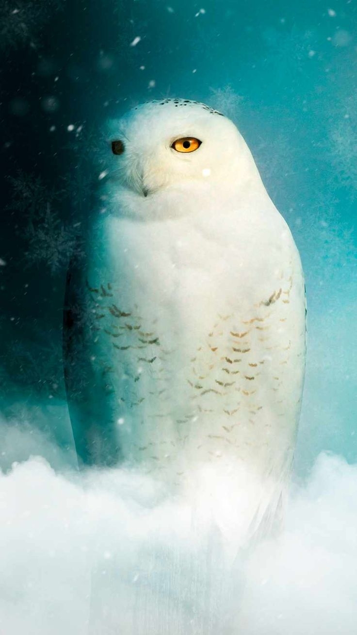 740x1310 White Owl IPhone Wallpaper Wallpaper, iPhone Wallpaper. iPhone wallpaper image, White owl, Free iphone wallpaper, Phone