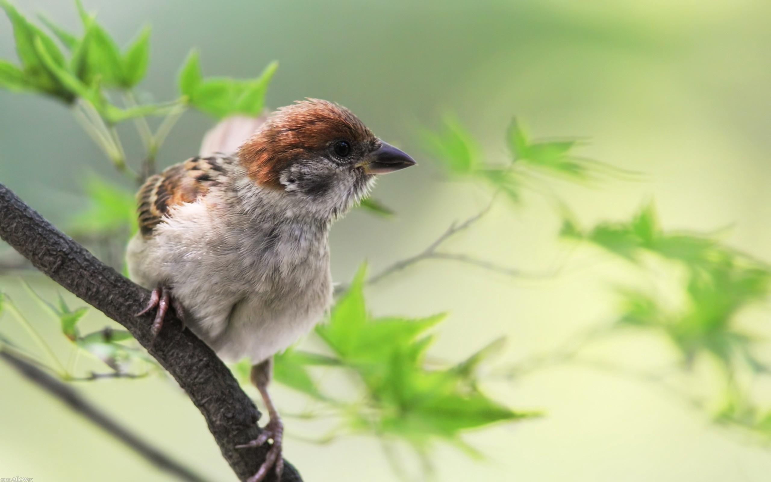 2560x1600 Download wallpaper  sparrow, bird, branch, sit, Desktop