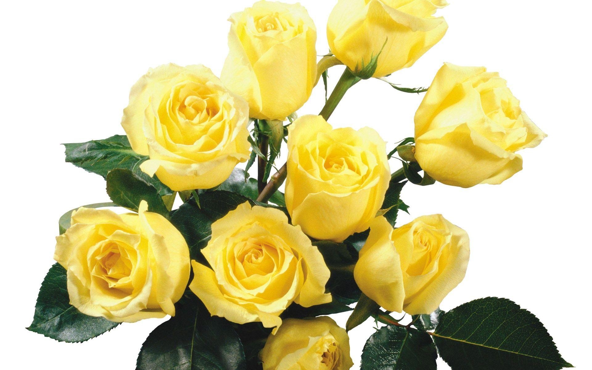 1920x1200 Yellow Rose Wallpaper Full HD, Desktop