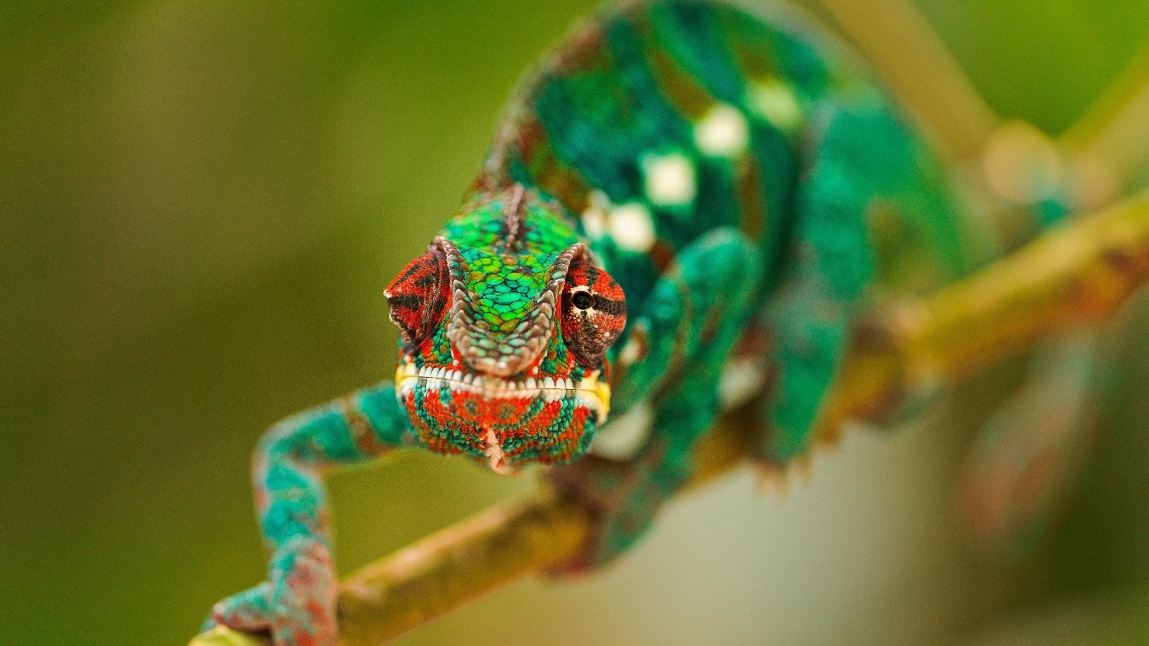 3840x2160 Chameleon Wallpaper Widescreen I6H7O9, Desktop