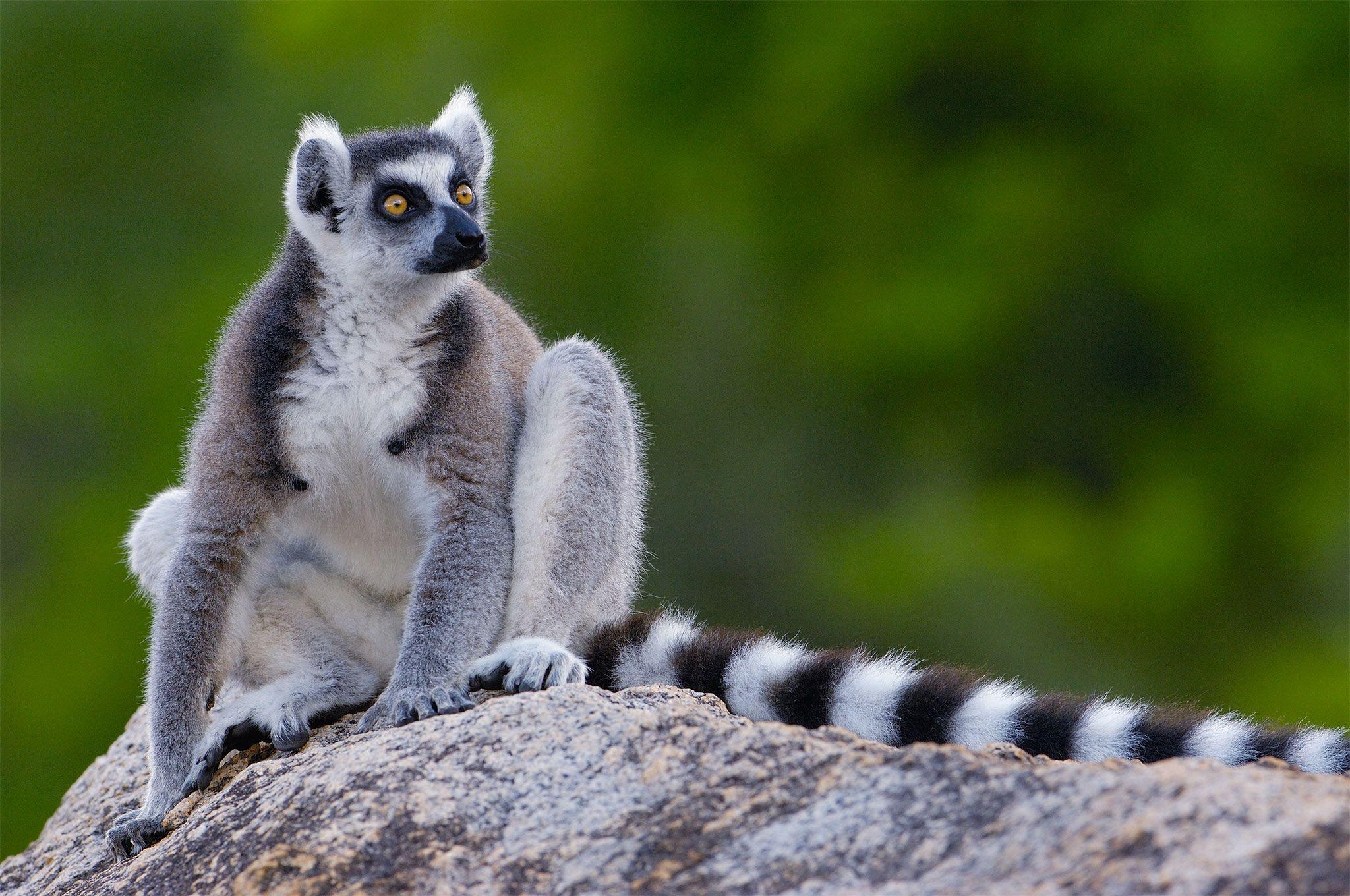 2050x1360 Lemur wallpaper, Animal, HQ Lemur pictureK Wallpaper, Desktop