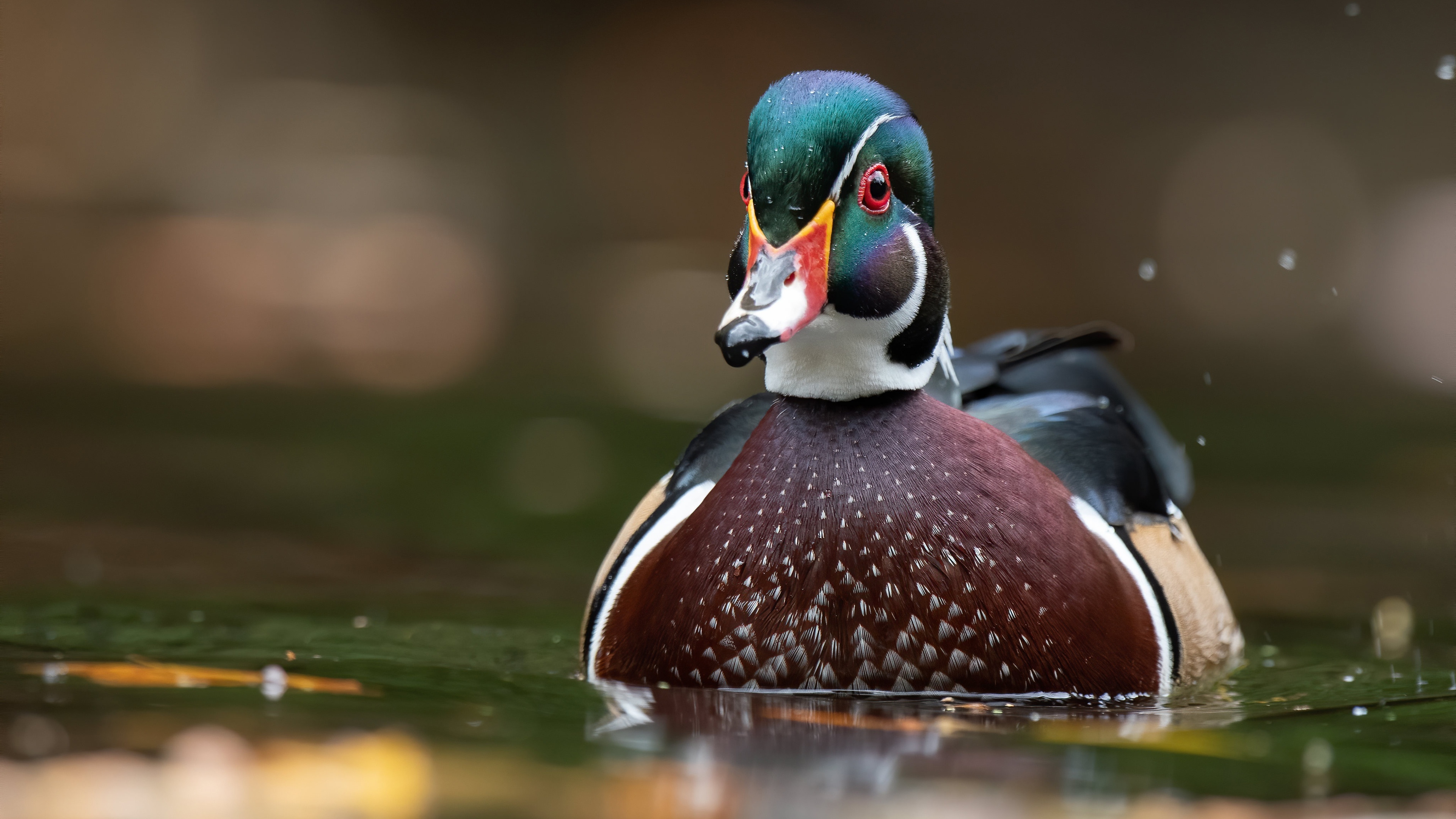 3840x2160 Wood Duck 4k Ultra HD Wallpaper, Desktop