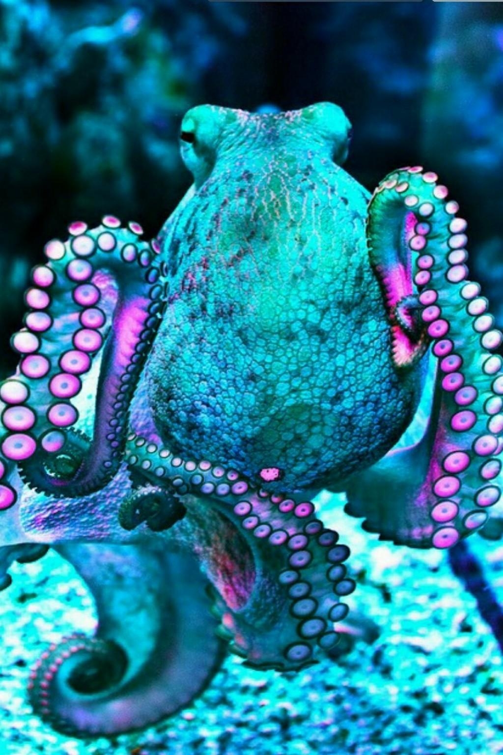 1030x1540 Octopus Wallpaper 19 X 1536, Phone