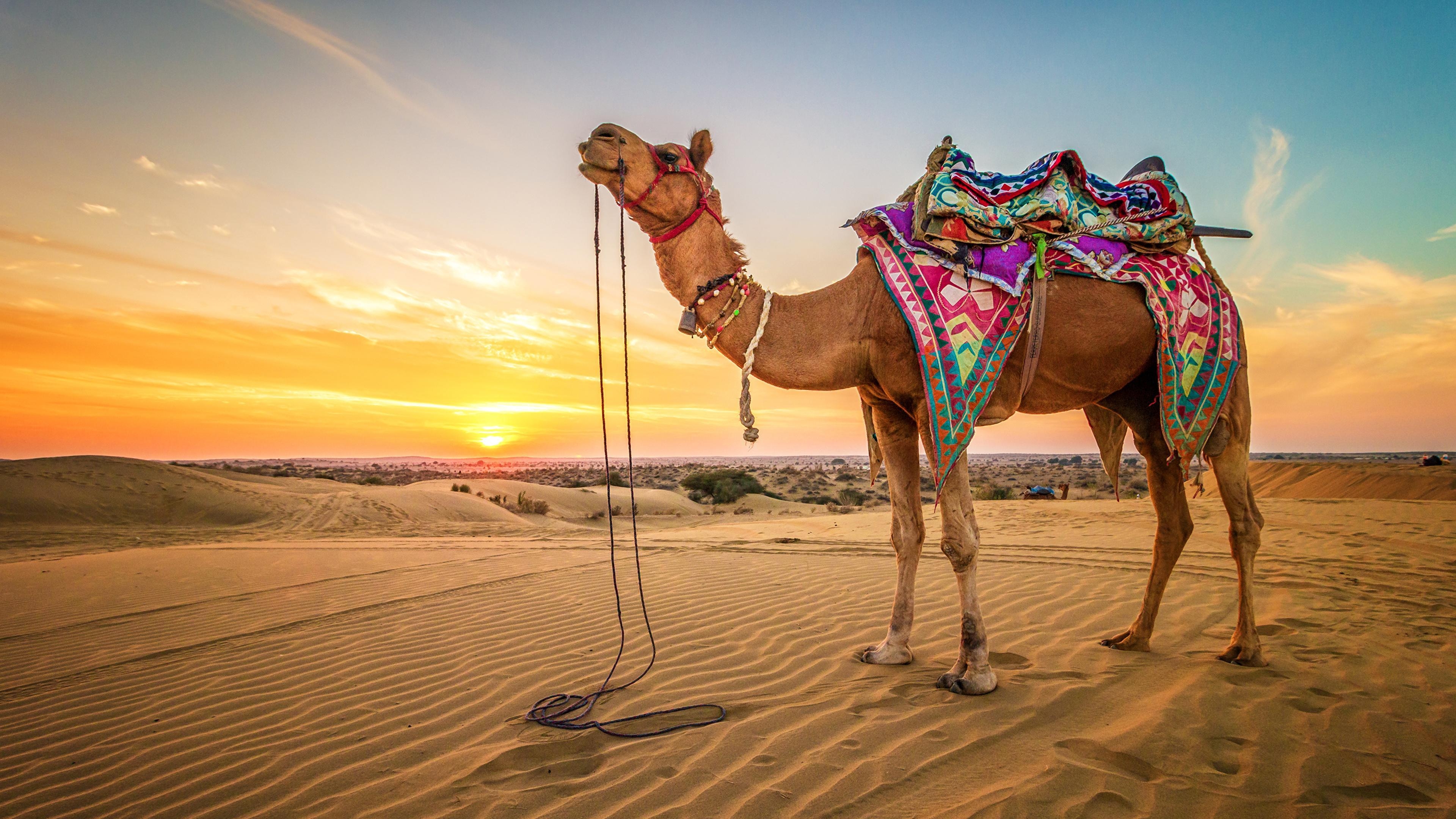 3840x2160 Desktop Wallpaper Camels Desert Sand sunrise and sunset, Desktop