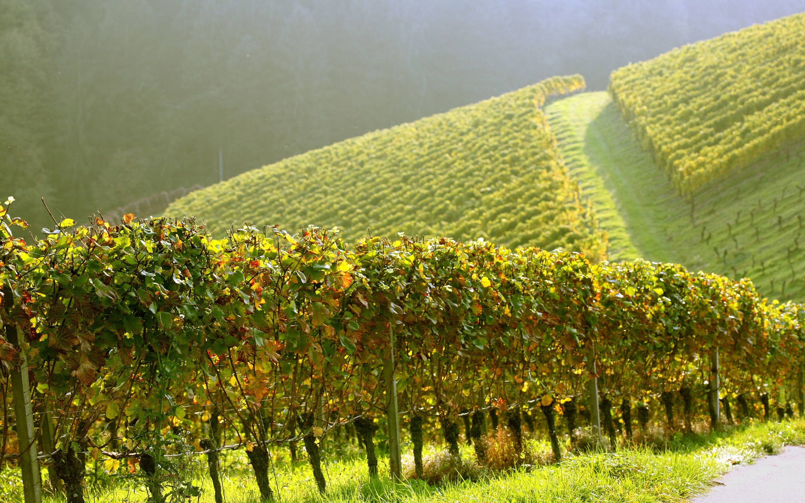 2560x1600 Vineyard Wallpaper, Desktop