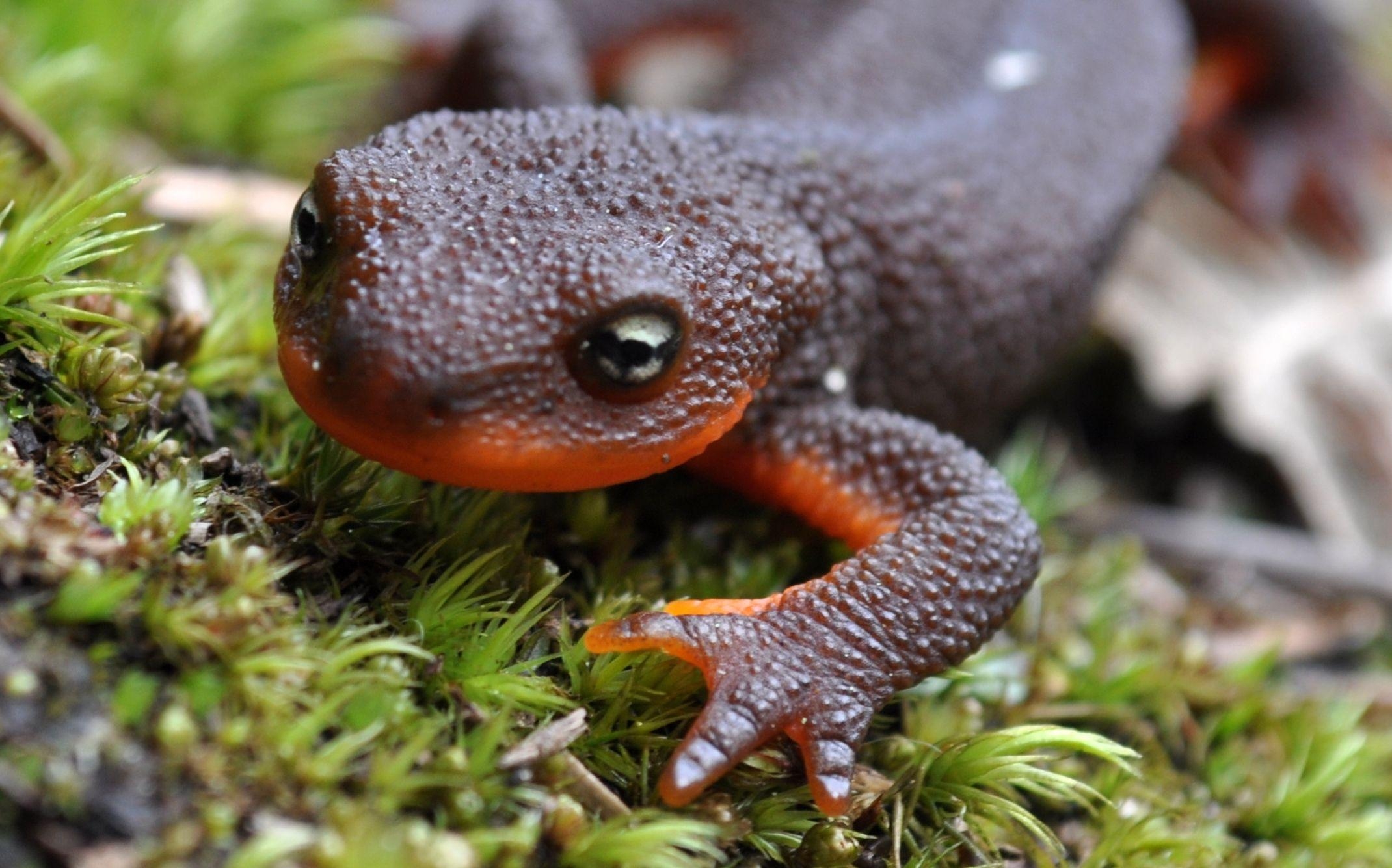 2140x1340 Amphibians / Salamanders HD Wallpaper, Desktop