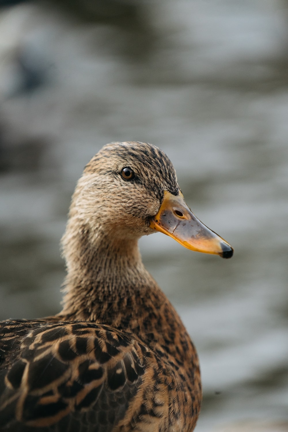 1000x1500 Duck Picture. Download Free Image, Phone