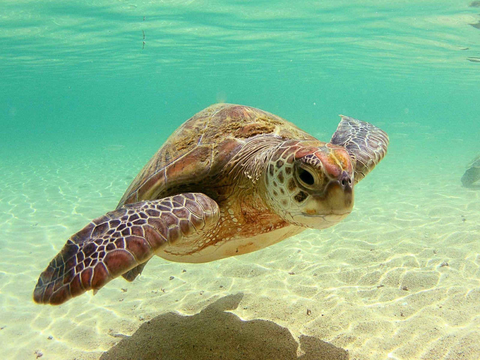 1600x1200 Animals For > Sea Turtle Wallpaper National Geographic, Desktop