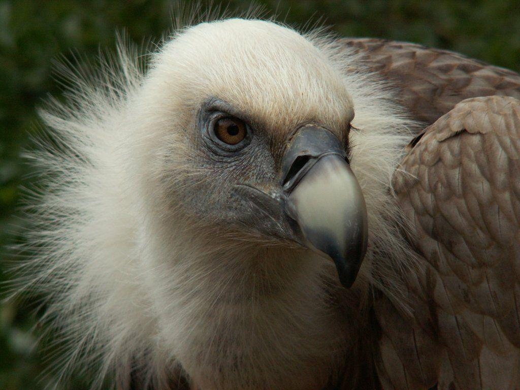 1030x770 Griffon Vulture Head Close Up Wallpaper 1024×768, Desktop