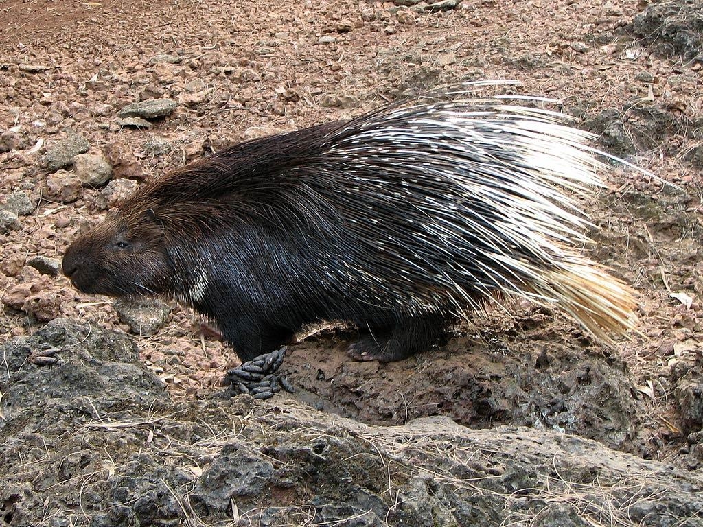 1030x770 Porcupine Wallpaper, Desktop