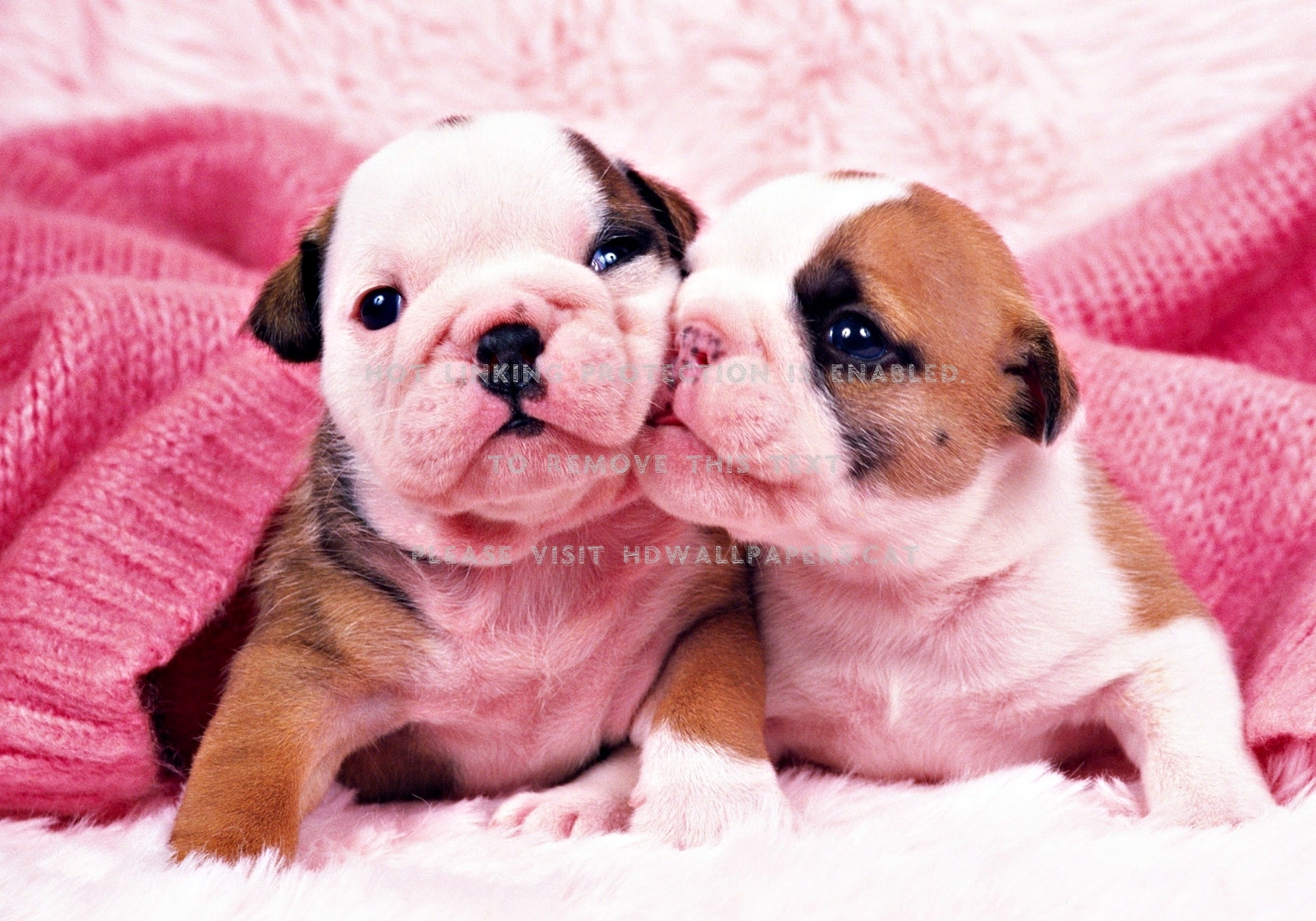 2000x1400 kiss lovely white pink puppy cute sweet dog, Desktop