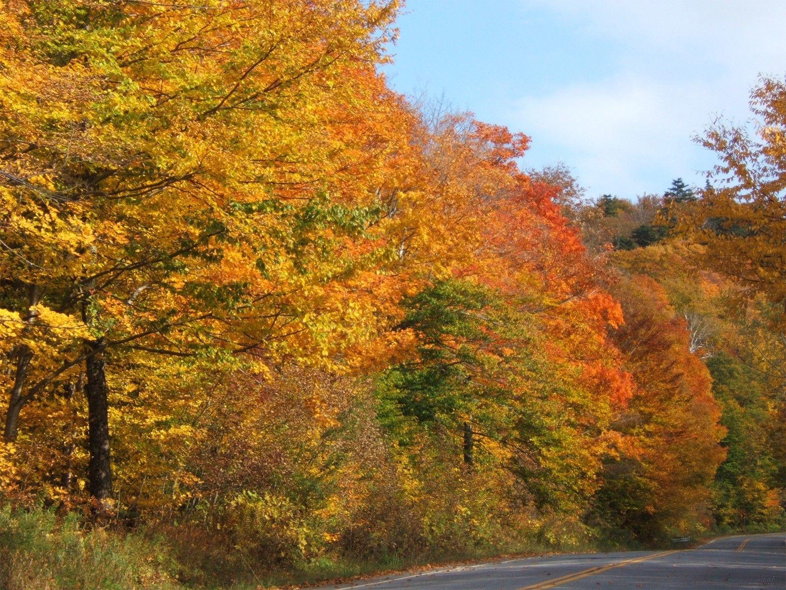 1600x1200 Forests: Trees Vermont Fall Autumn Color Foliage Forest Wallpaper, Desktop