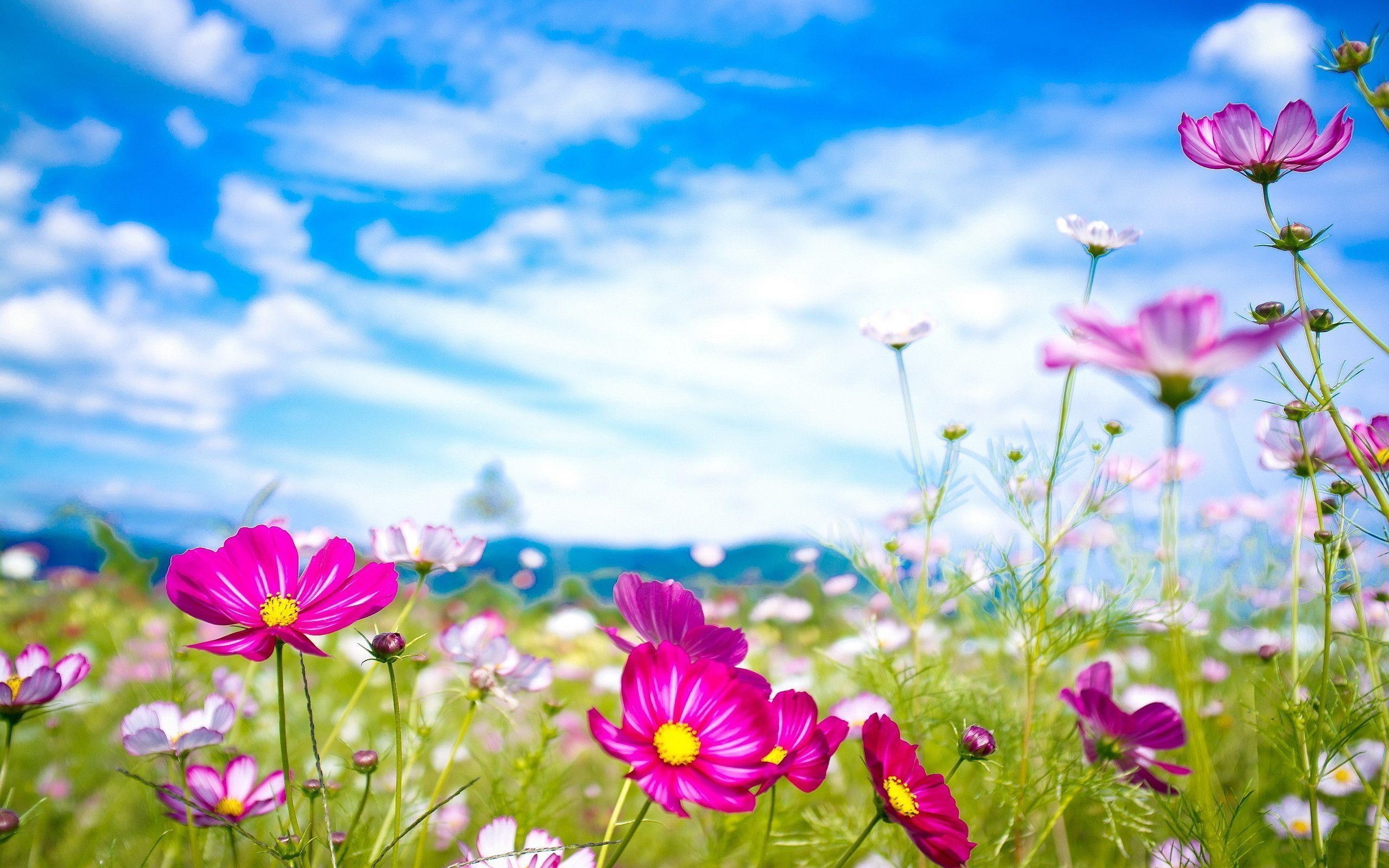 2560x1600 Pretty Summer Flower Background, Desktop