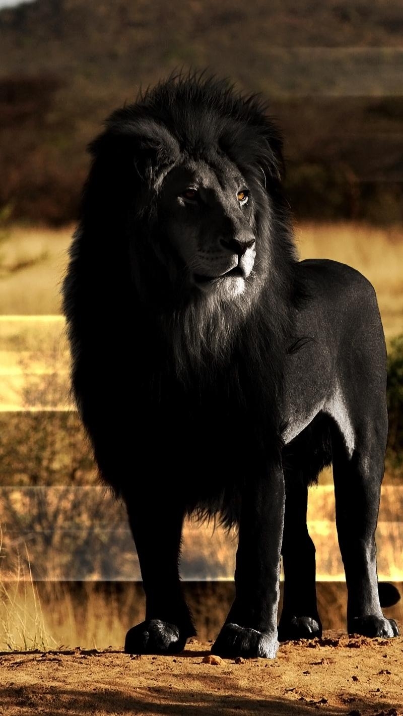 800x1420 Download wallpaper  lion, black lion, mane, rock, Phone