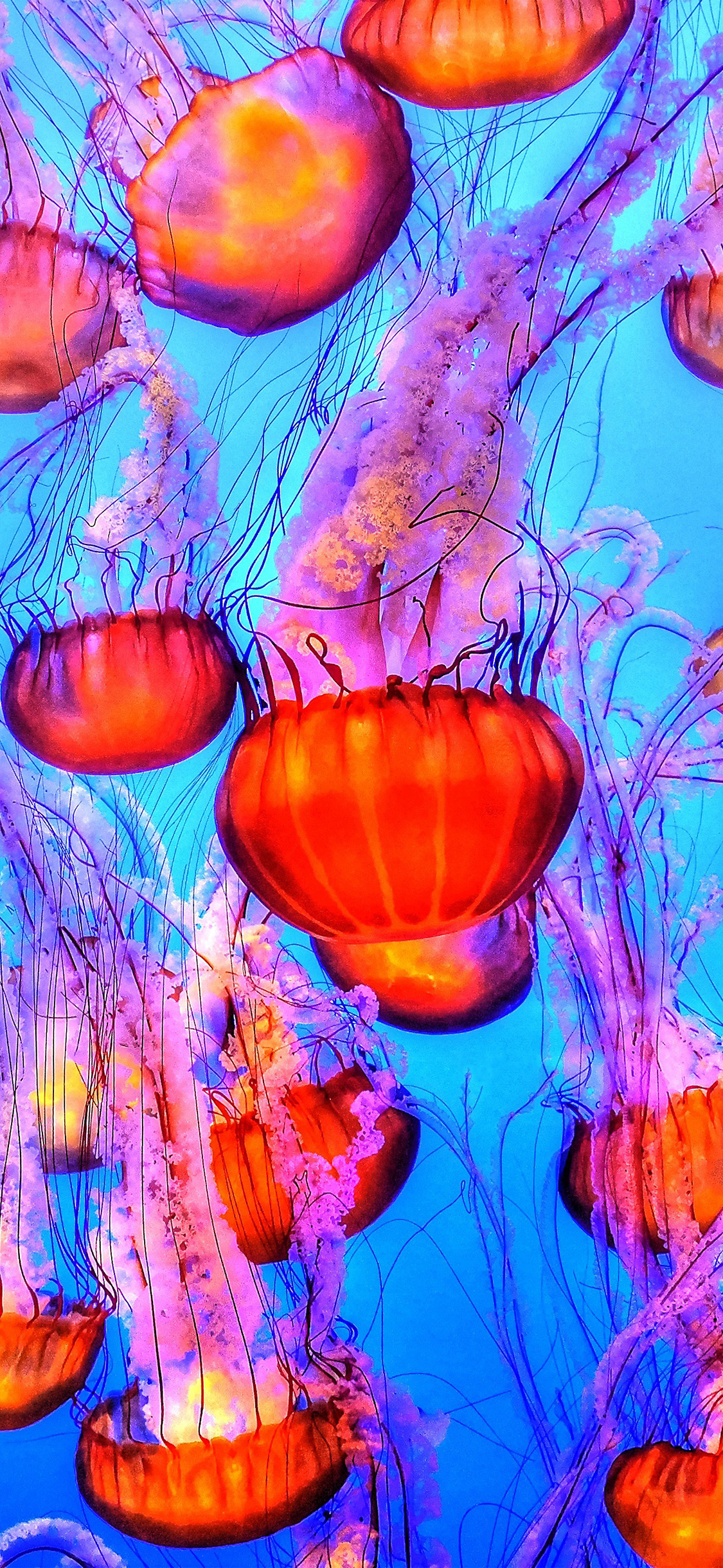 1130x2440 Jellyfish Water Ocean Red Blue Wallpaper, Phone