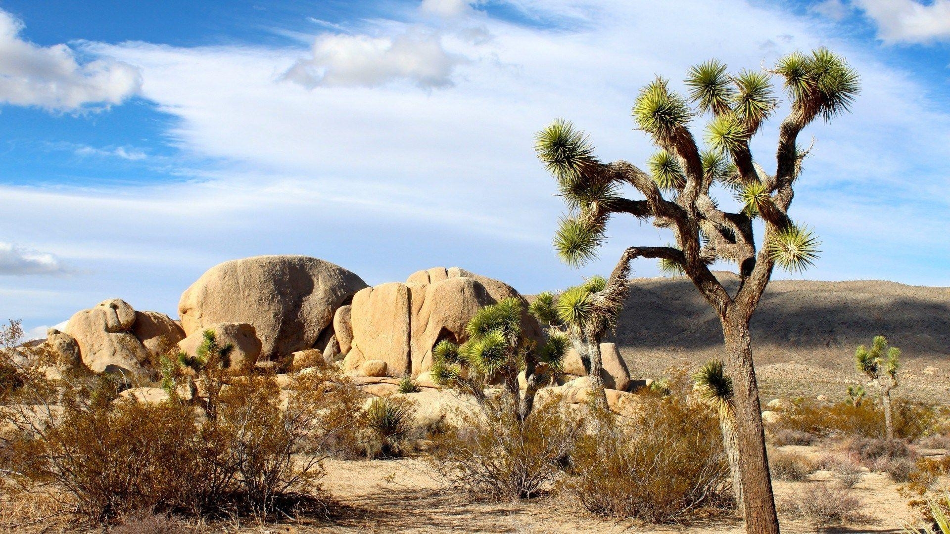 1920x1080 Joshua Tree National Park & Sand Full HD Wallpaper HD, Desktop