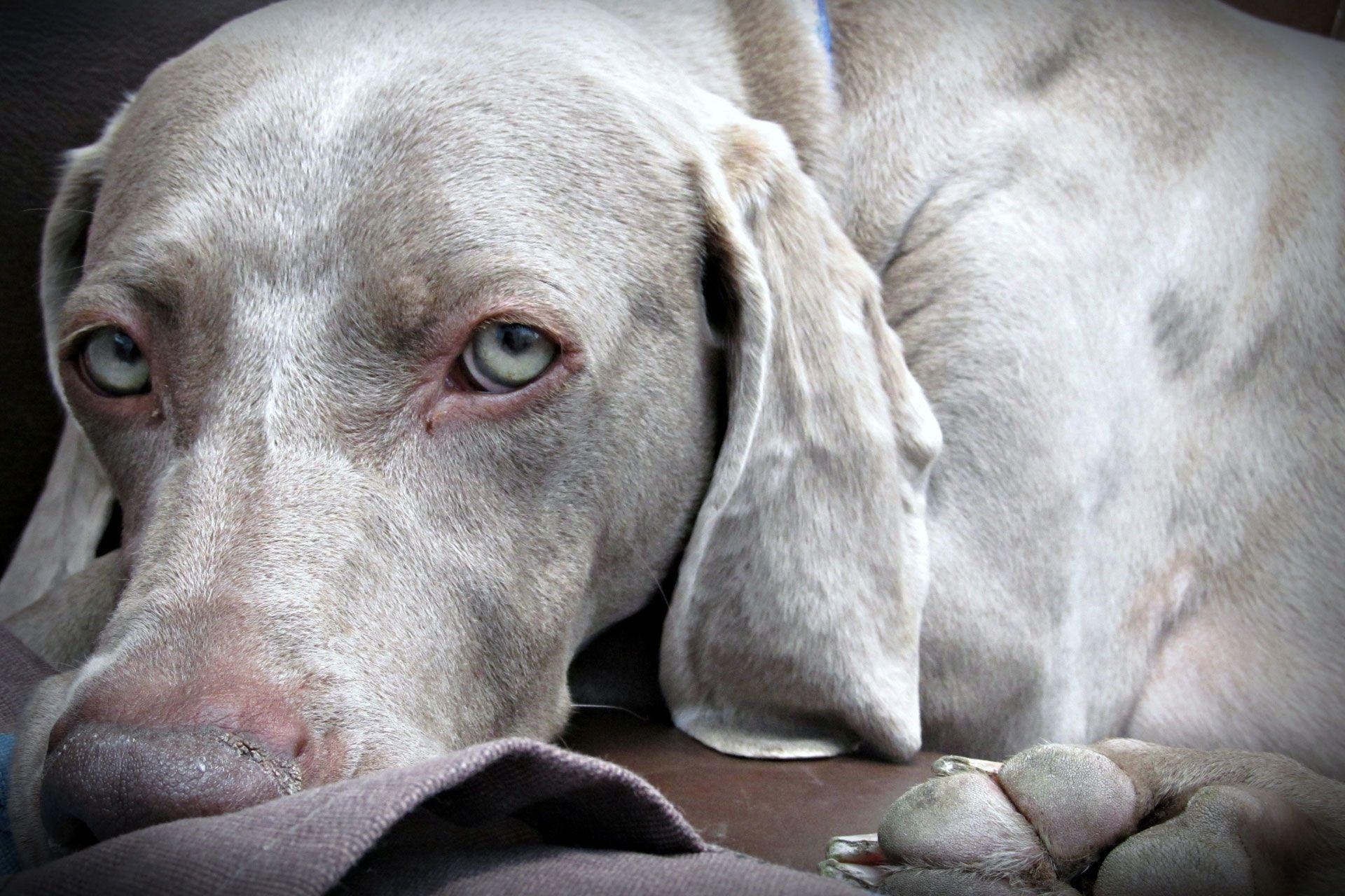 1920x1280 Silver weimaraner with gren eyes wallpaper, Desktop