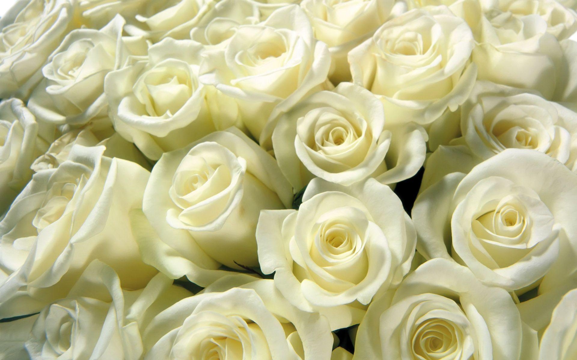 1920x1200 White Rose HD Background Wallpaper, Desktop