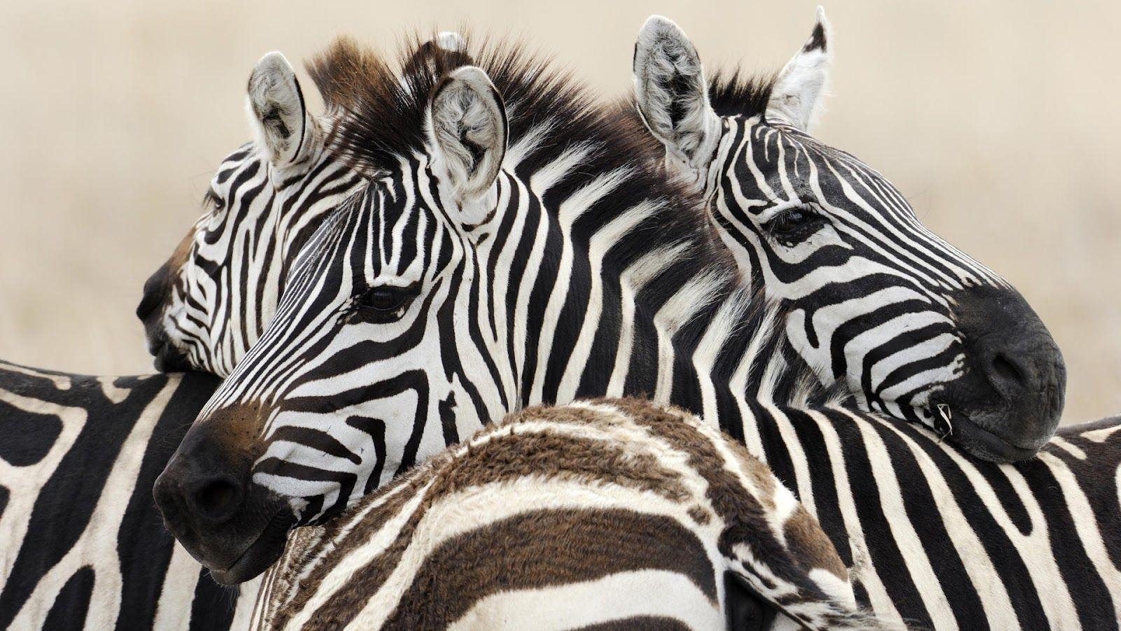 1600x900 Wallpaper with a group of zebras. HD Animals Wallpaper, Desktop