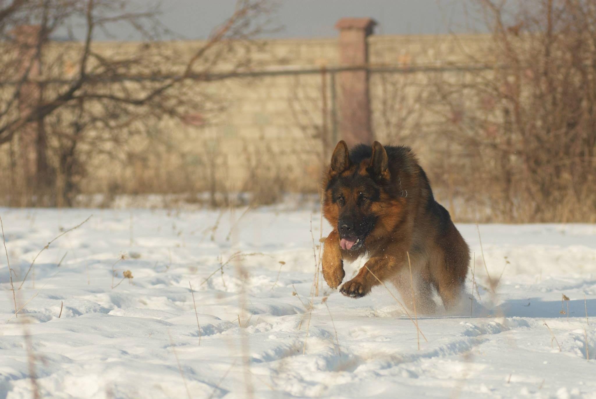 2050x1380 Dog: German Shepherd Military Dog Police Wallpaper Greyhound Dogs HD, Desktop