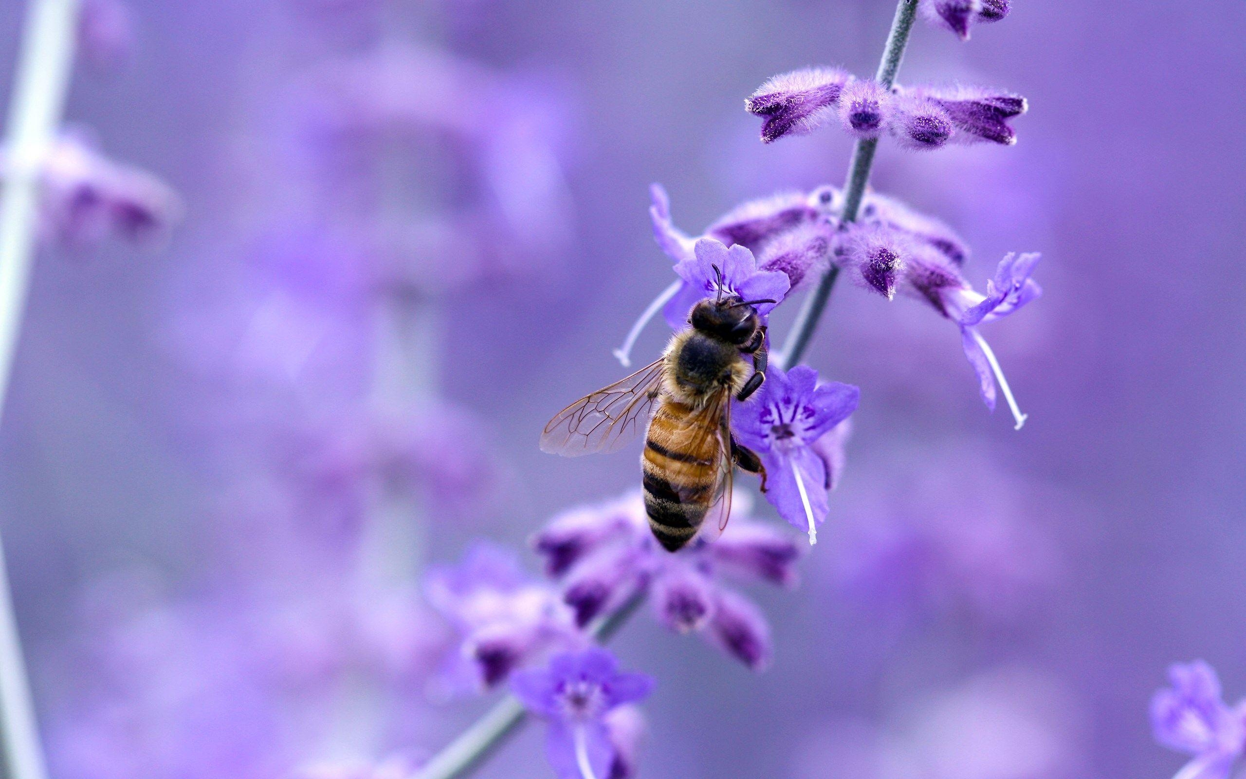 2560x1600 Excellent Honey Bee Wallpaper 3291 2560 x 1600, Desktop