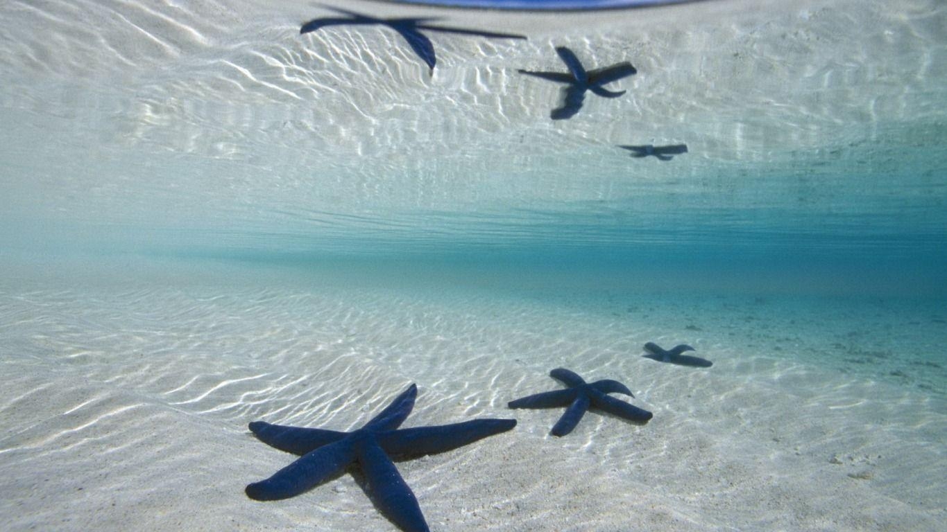 1370x770 Blue Linckia Starfish widescreen wallpaper. Wide, Desktop