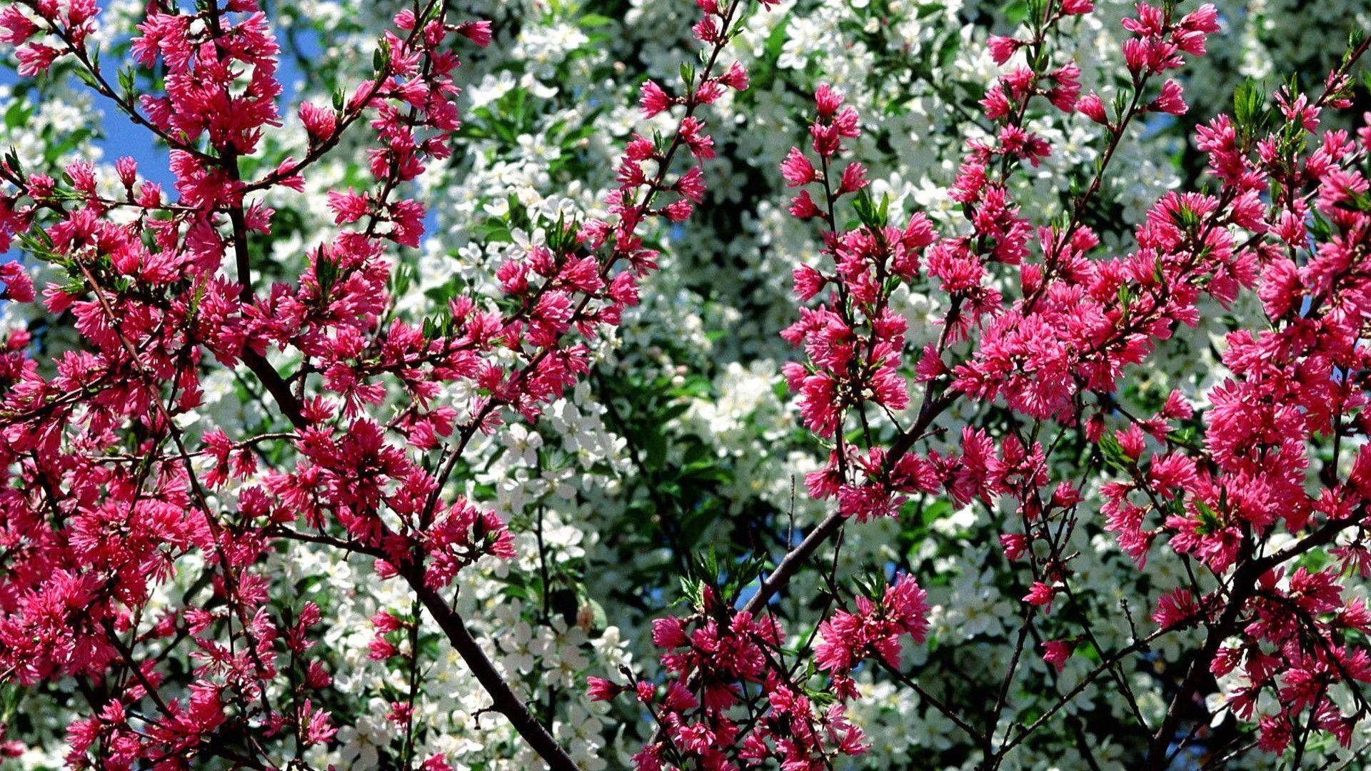 1920x1080 Spring Flowers wallpaper, Desktop