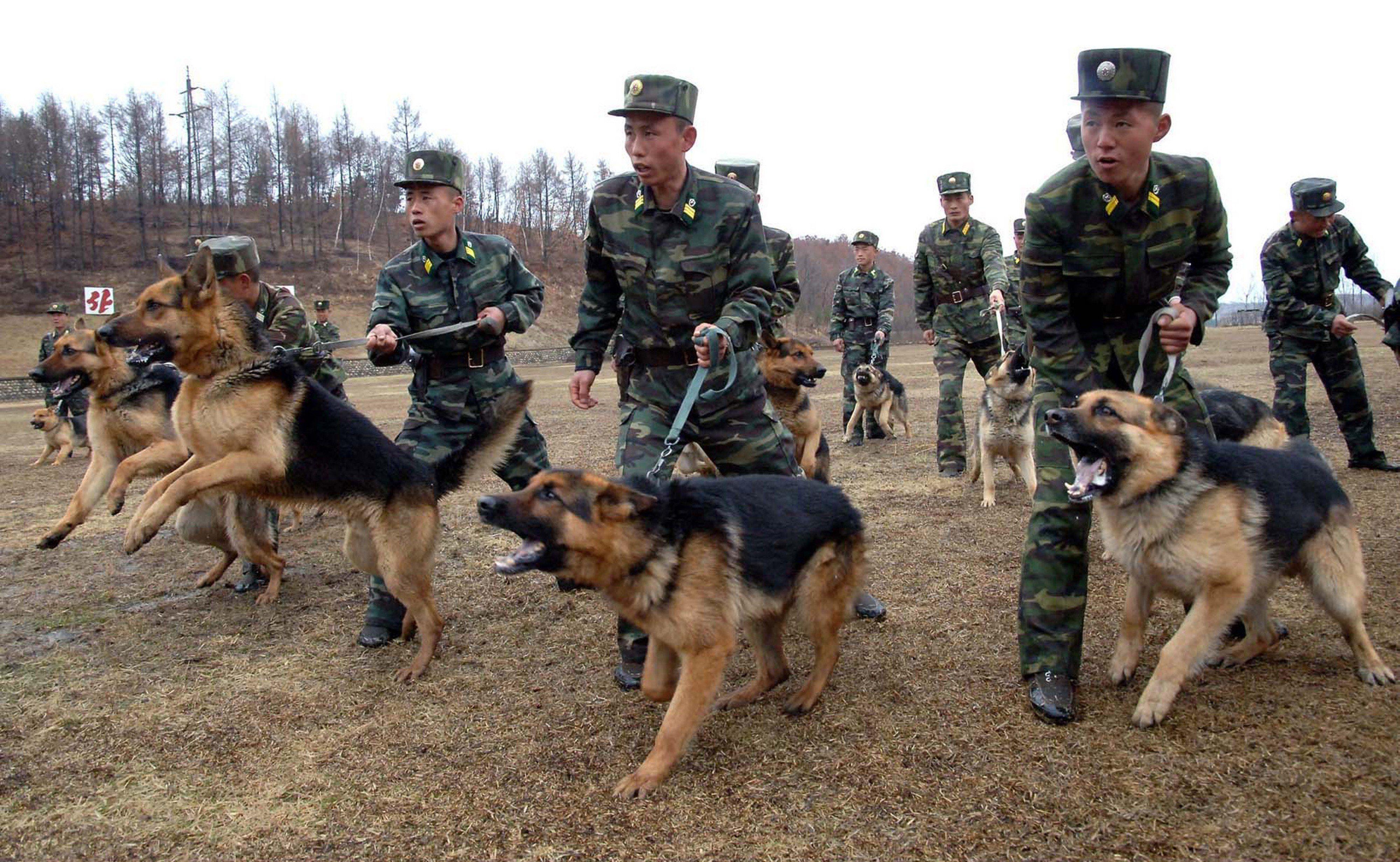 4000x2470 North Korea Soldiers Troops Dogs Military Army  Wallpaper, Desktop