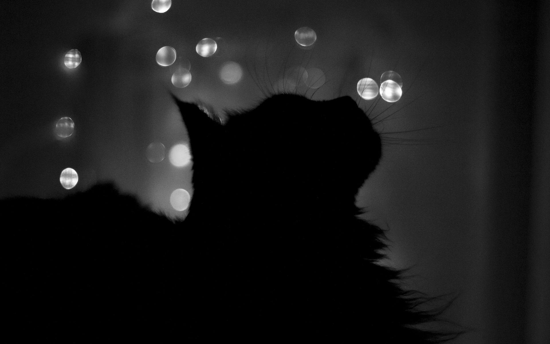 1920x1200 pets: Black Cat Wallpaper 24144  px, Desktop