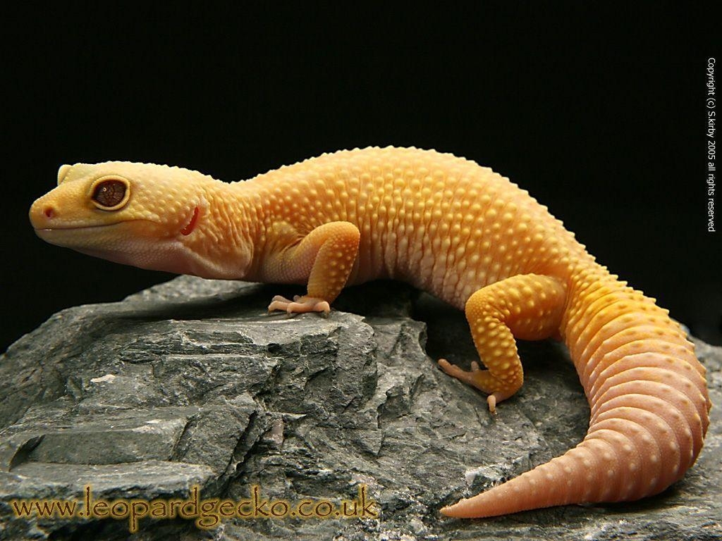 1030x770 Leopard Gecko Wallpaper, Desktop