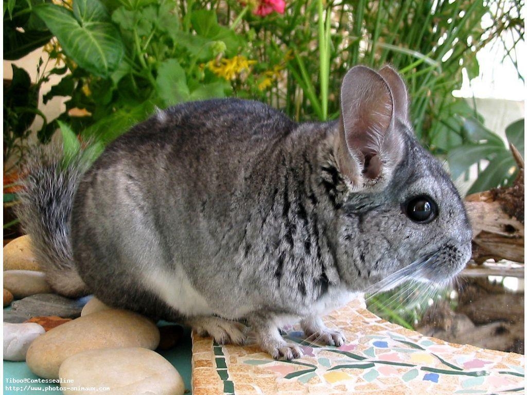 1030x770 Chinchilla Wallpaper HD Download, Desktop