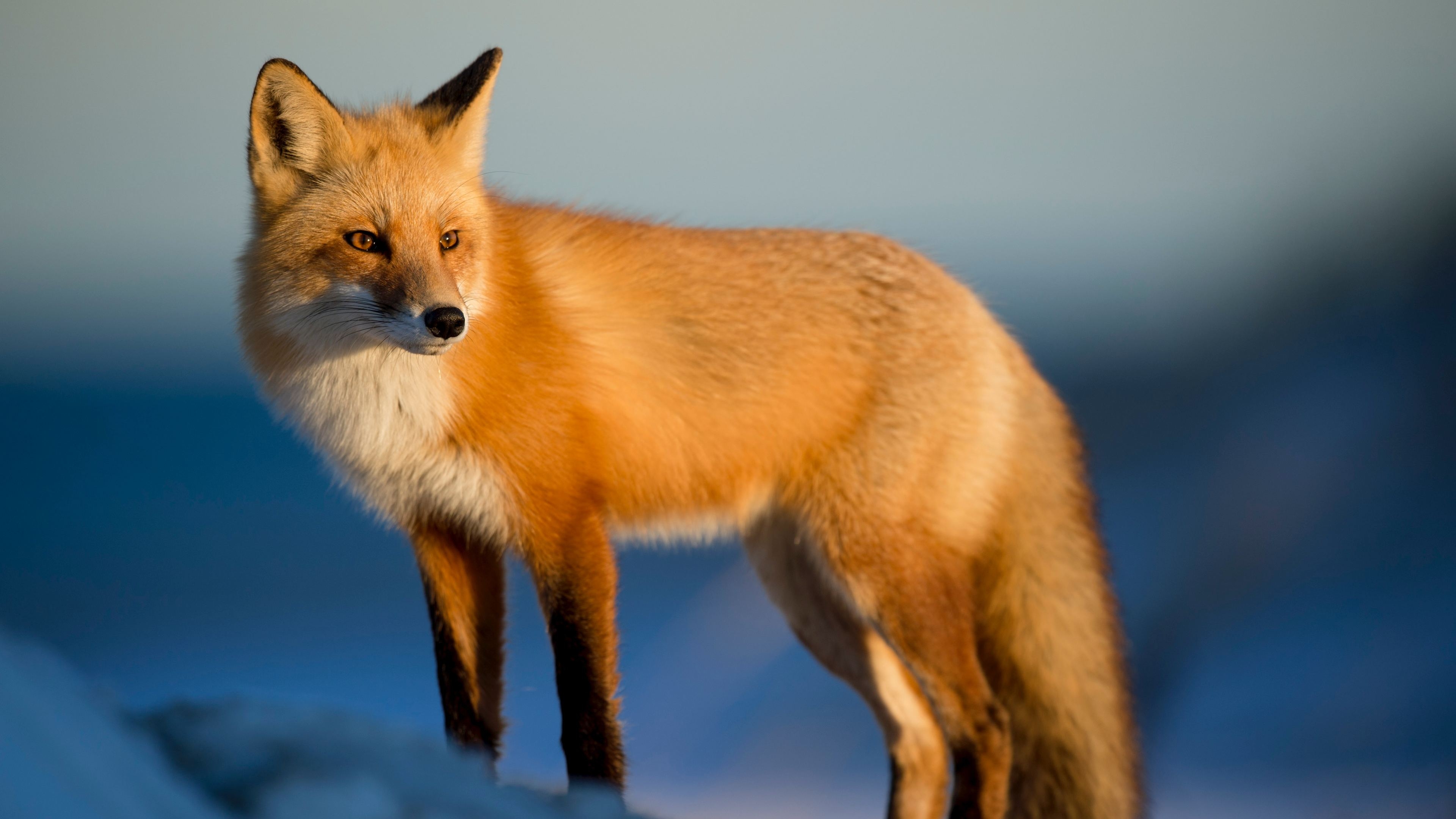 3840x2160 Wallpaper 4k Fox Wild 4k 4k Wallpaper, Animals Wallpaper, Fox Wallpaper, Hd Wallpaper, Desktop