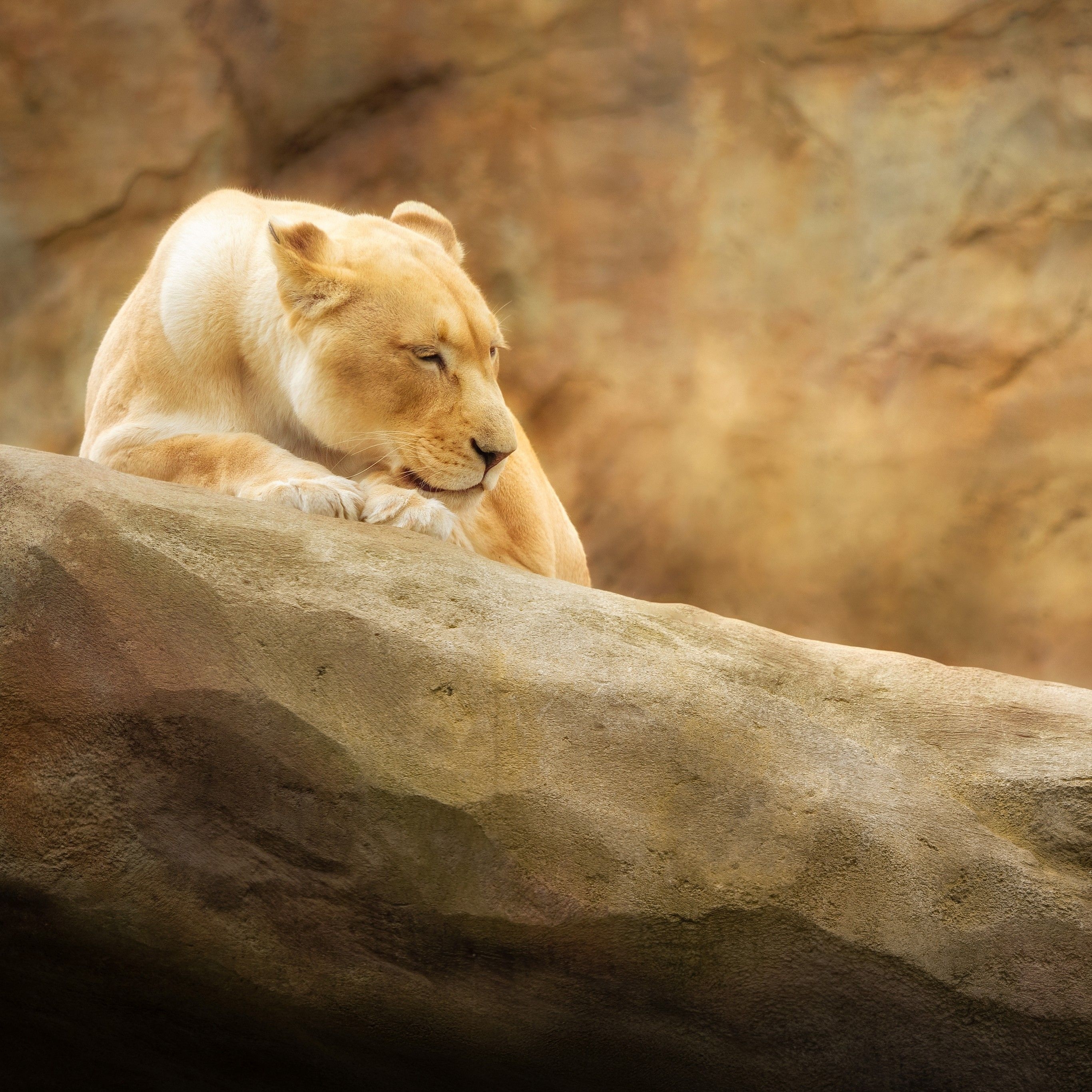 2740x2740 Lioness 4K Wallpaper, Paradise Wildlife Park, Animal park, Zoo, Golden yellow, Rock, 5K, Animals, Phone