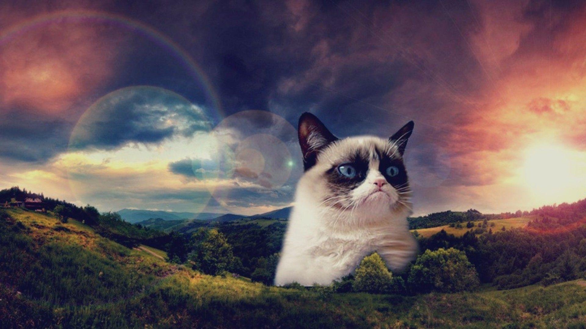 1920x1080 Grumpy Cat Wallpaper Free Grumpy Cat Background, Desktop