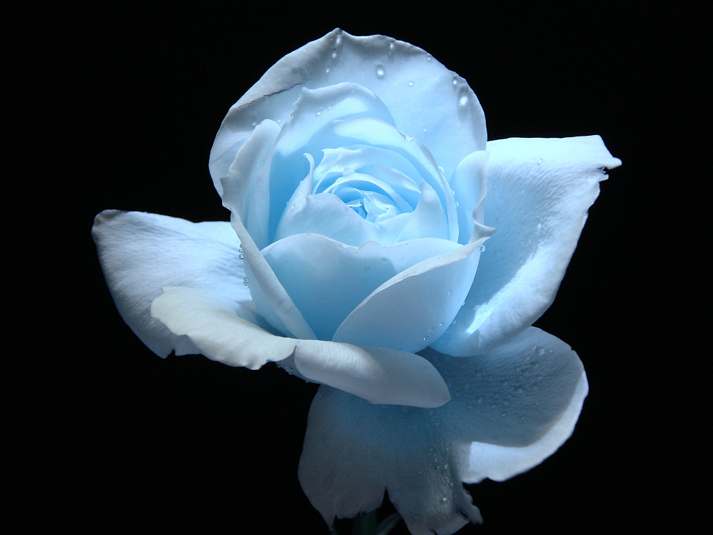 1030x770 Flower Photo: Light blue rose, Desktop