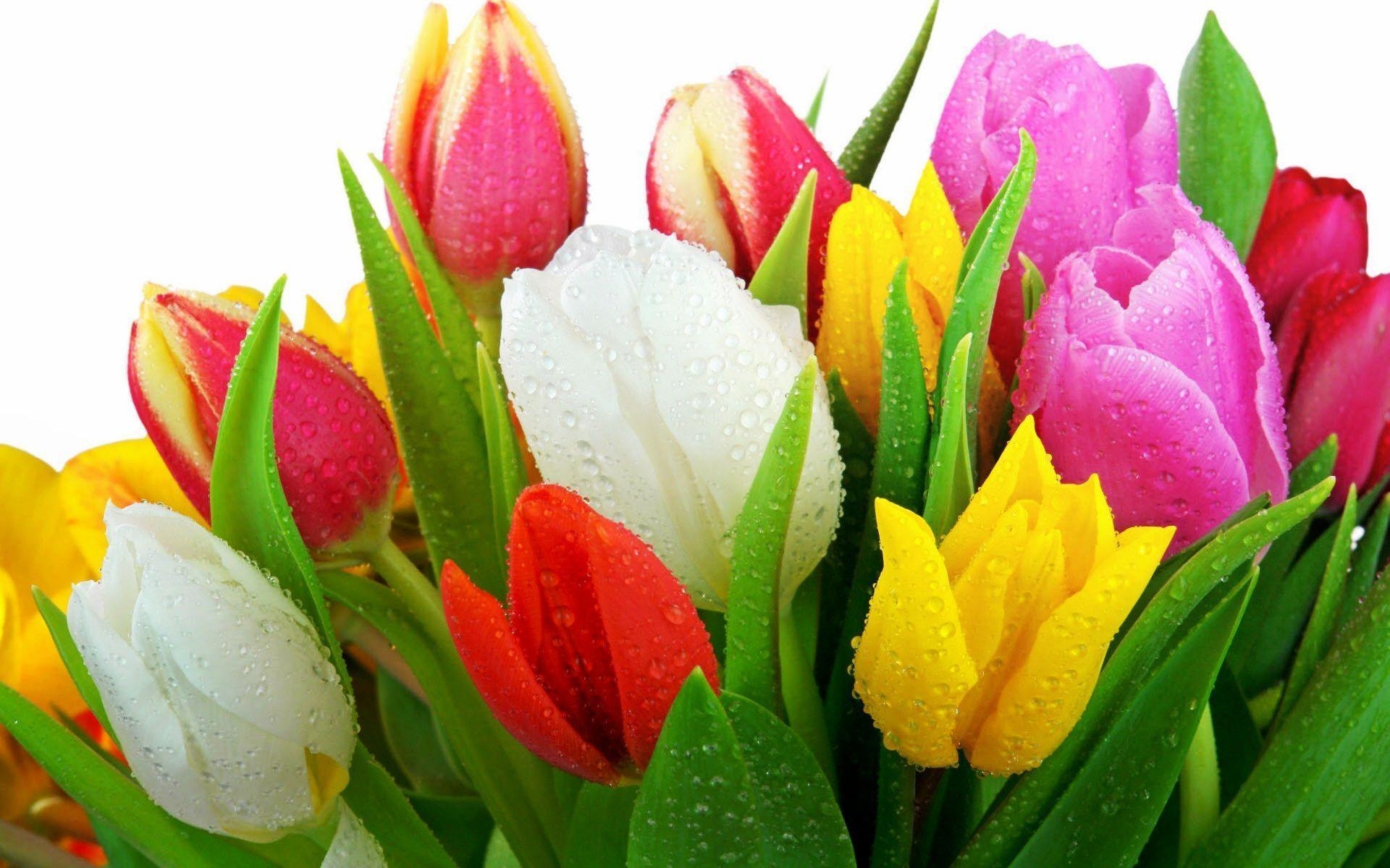 1920x1200 Fresh Tulips Wallpaper, Desktop