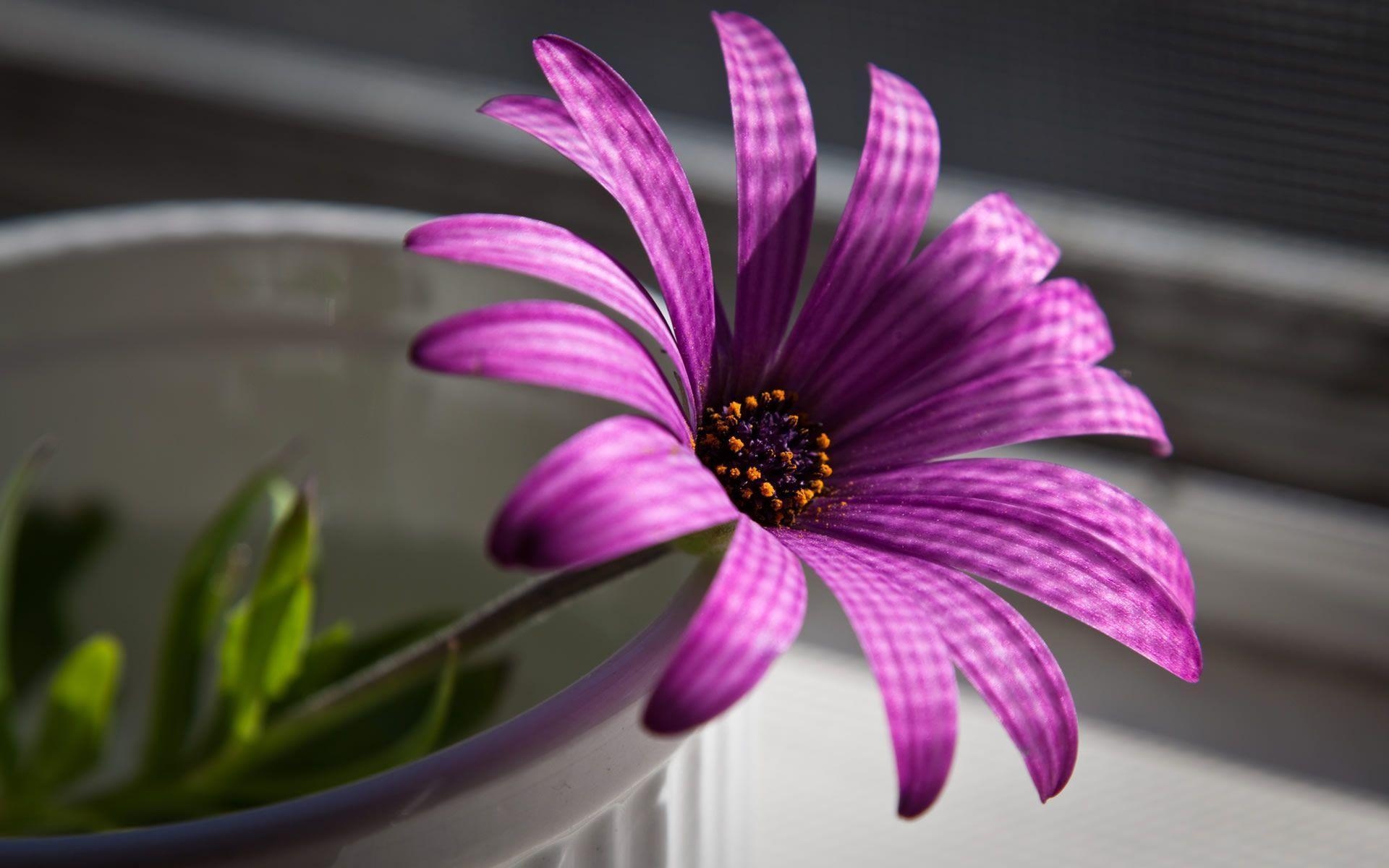 1920x1200 Latest Purple Flower Wallpaper 2014 2015 Flower Wallpaper, Desktop