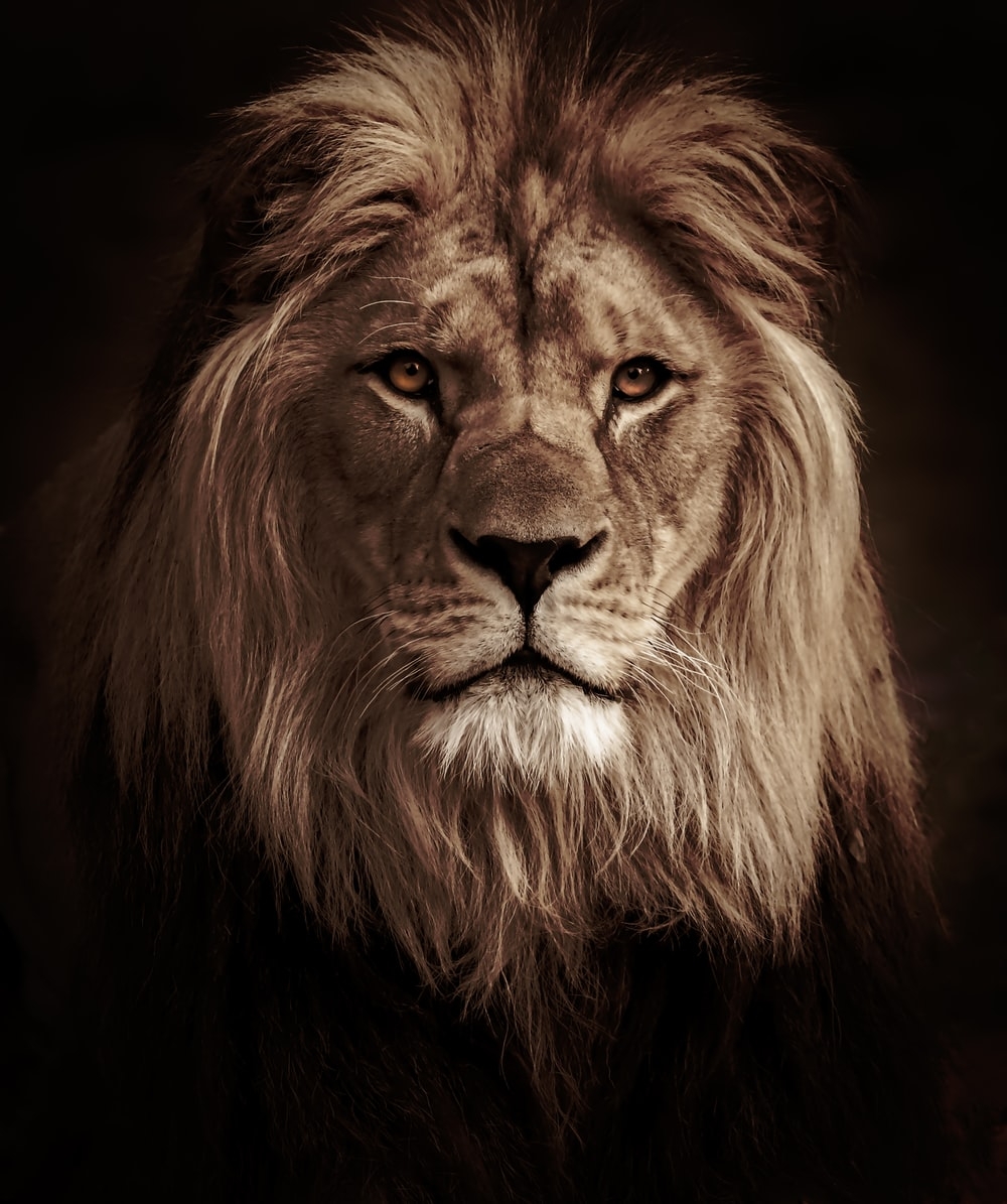 1000x1200 Lion Head Picture. Download Free Image, Phone