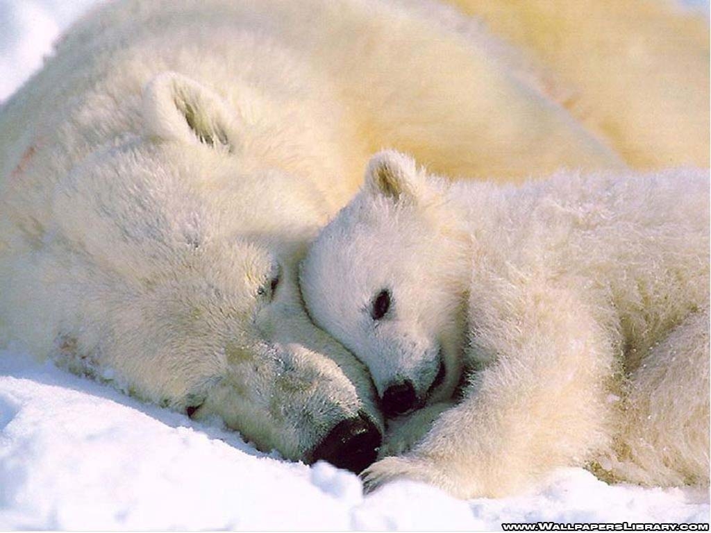 1030x770 polar bear and baby wallpaper, Desktop