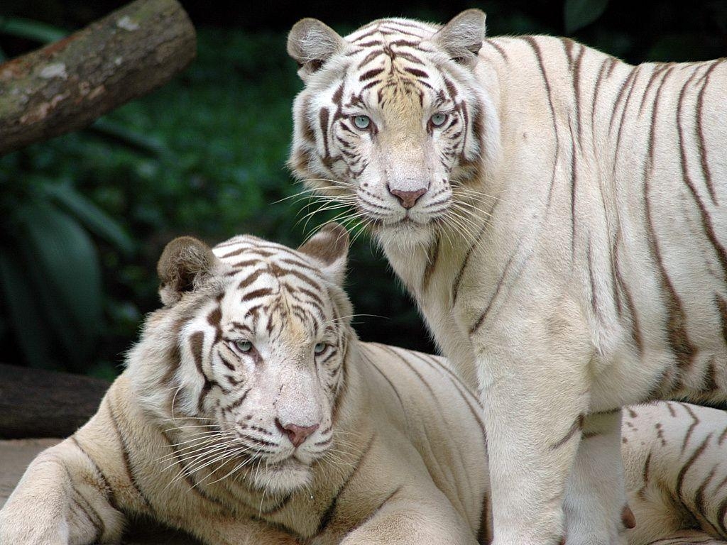 1030x770 White Bengal Tigers Wallpaper HD, Desktop